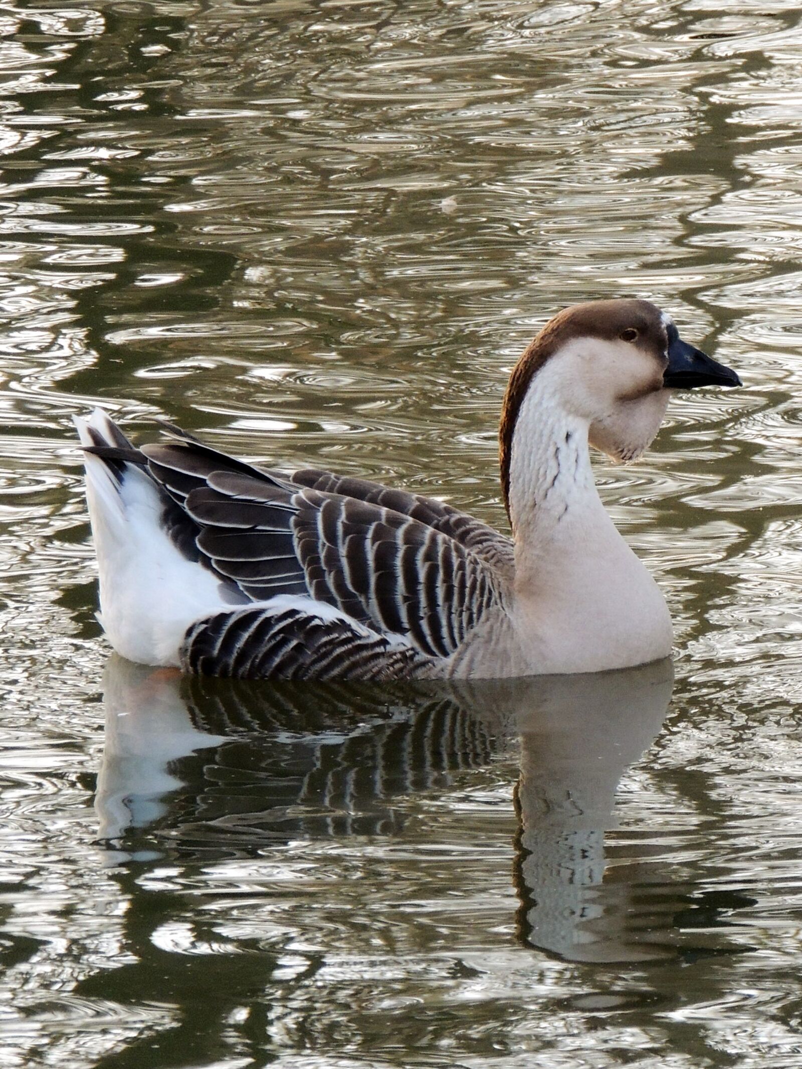 Nikon Coolpix P510 sample photo. Duck, volatile, nature photography