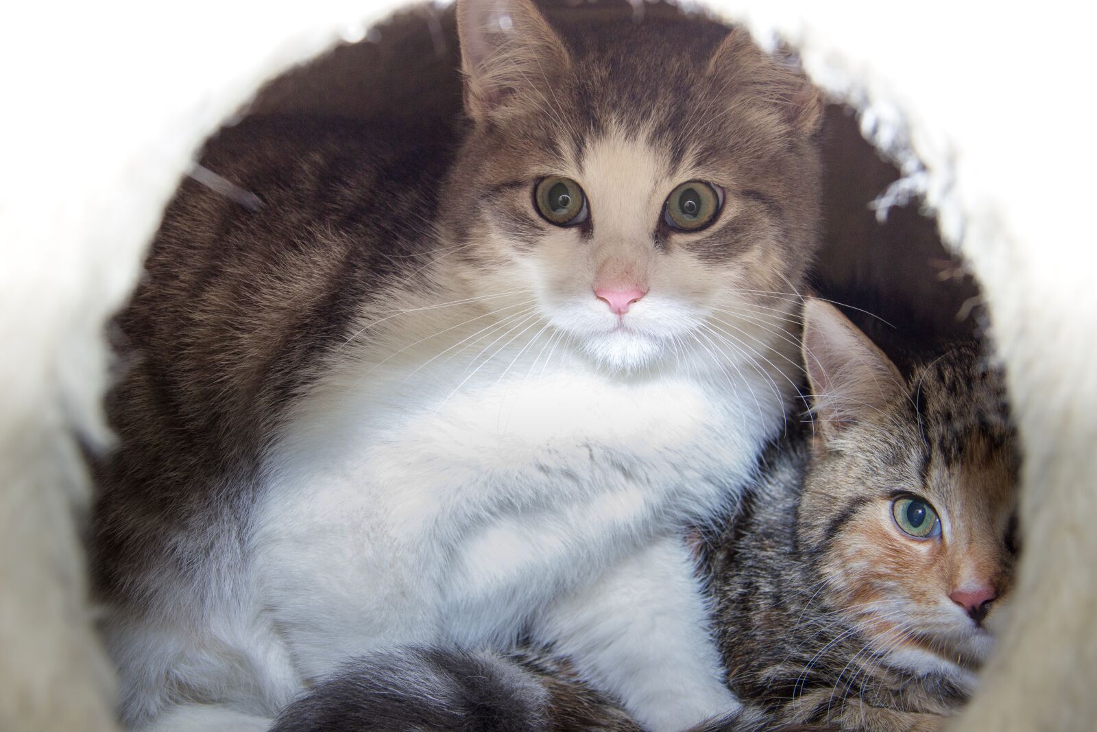 Canon EOS 600D (Rebel EOS T3i / EOS Kiss X5) sample photo. Cat, domestic cat, breed photography