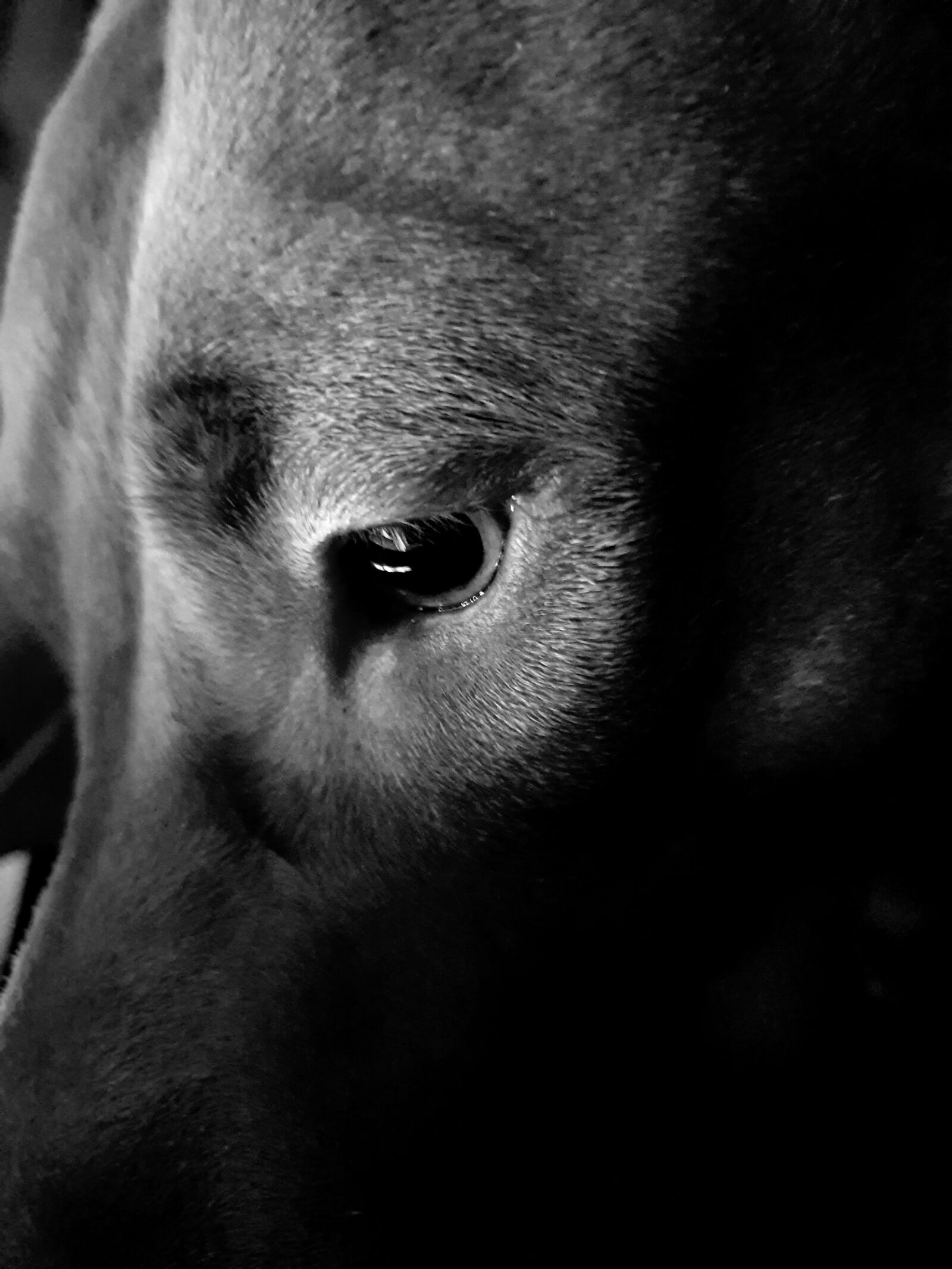 Samsung SM-N960F sample photo. Dog, pitbull, animal photography