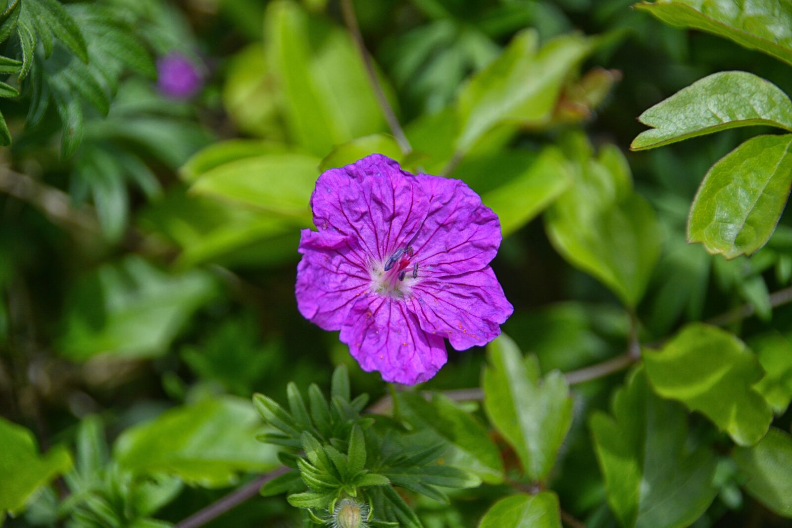 Nikon D5200 sample photo. Flower, flora, nature photography