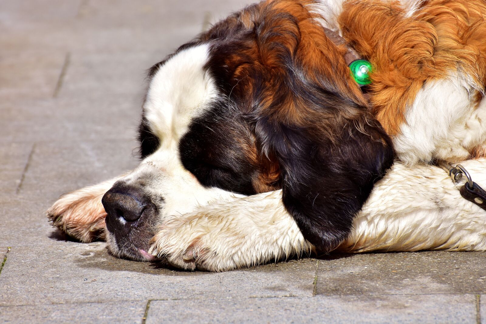 Nikon D7200 sample photo. Dog, st bernard, sleep photography