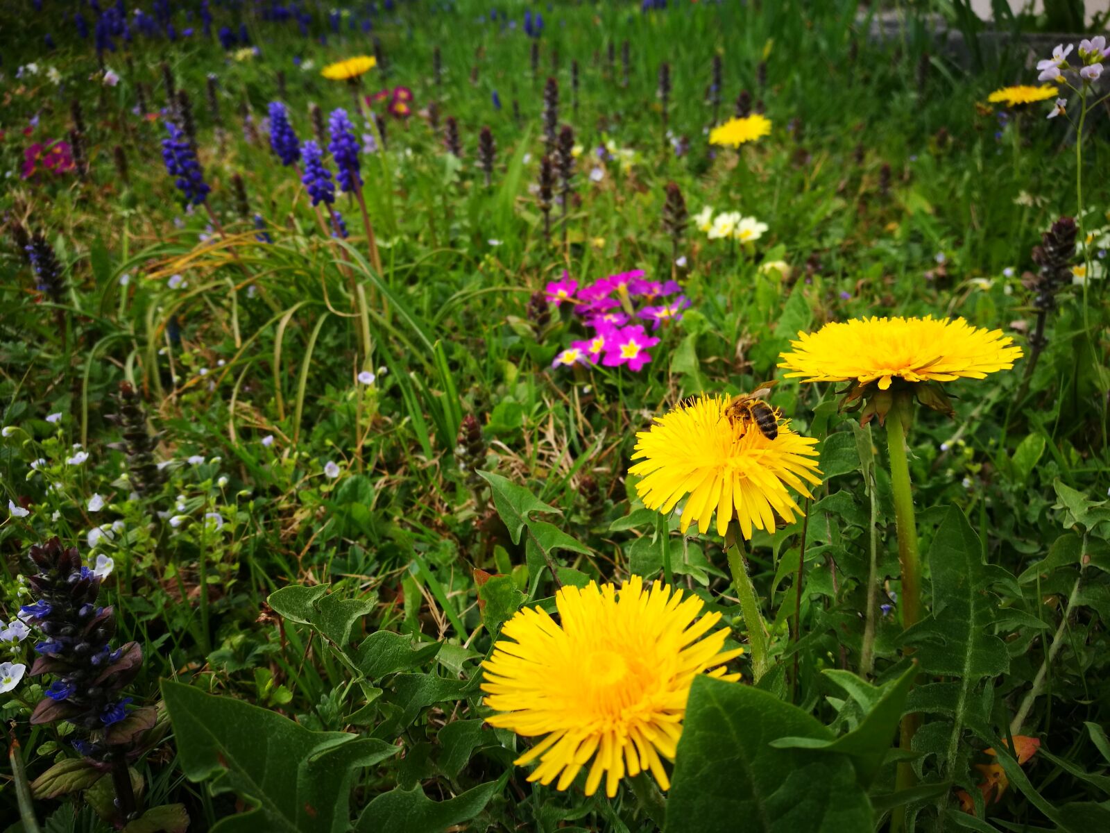 HUAWEI P9 sample photo. Flower, plant, nature photography