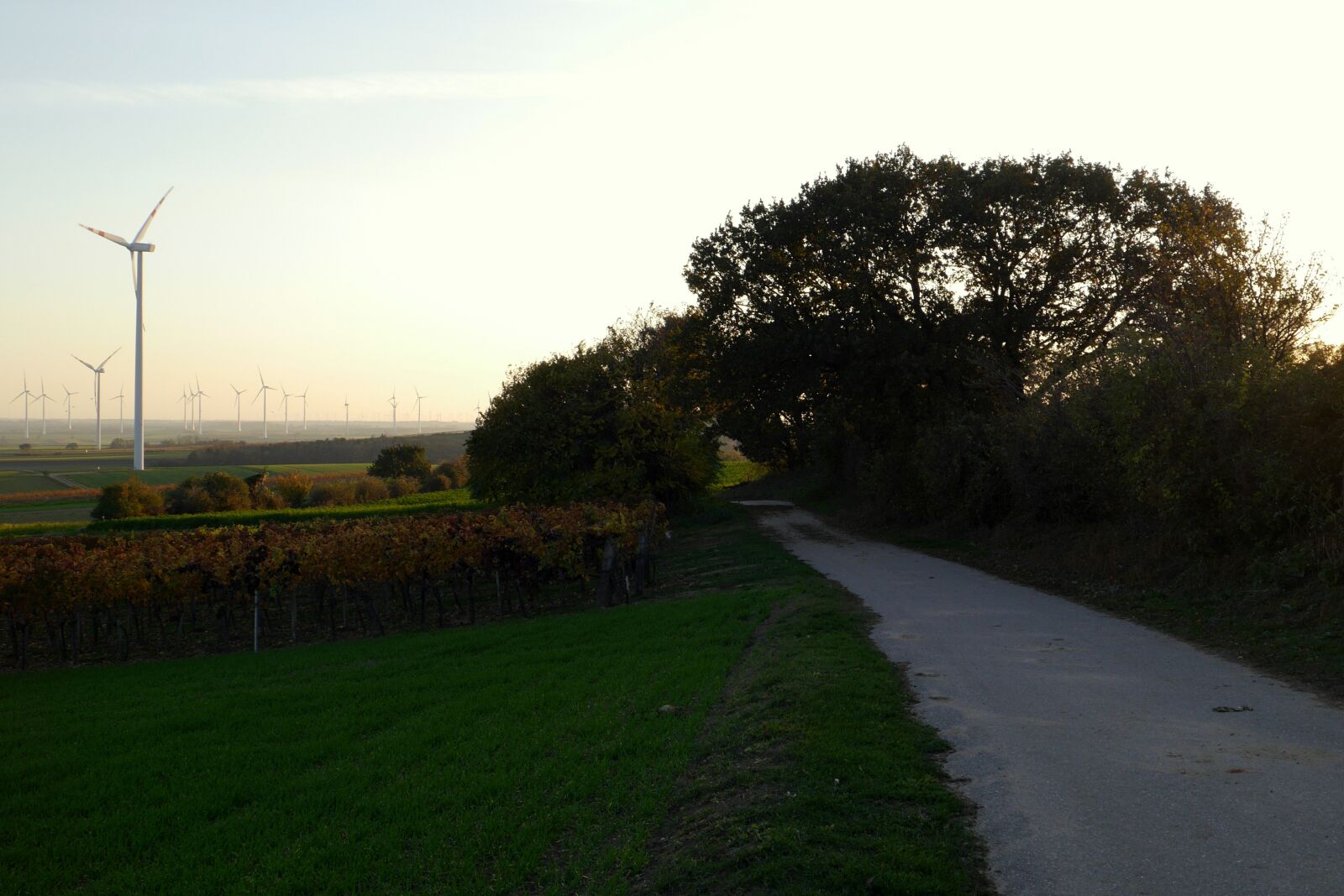 Panasonic Lumix DMC-G6 sample photo. Path, shadows, vineyard photography