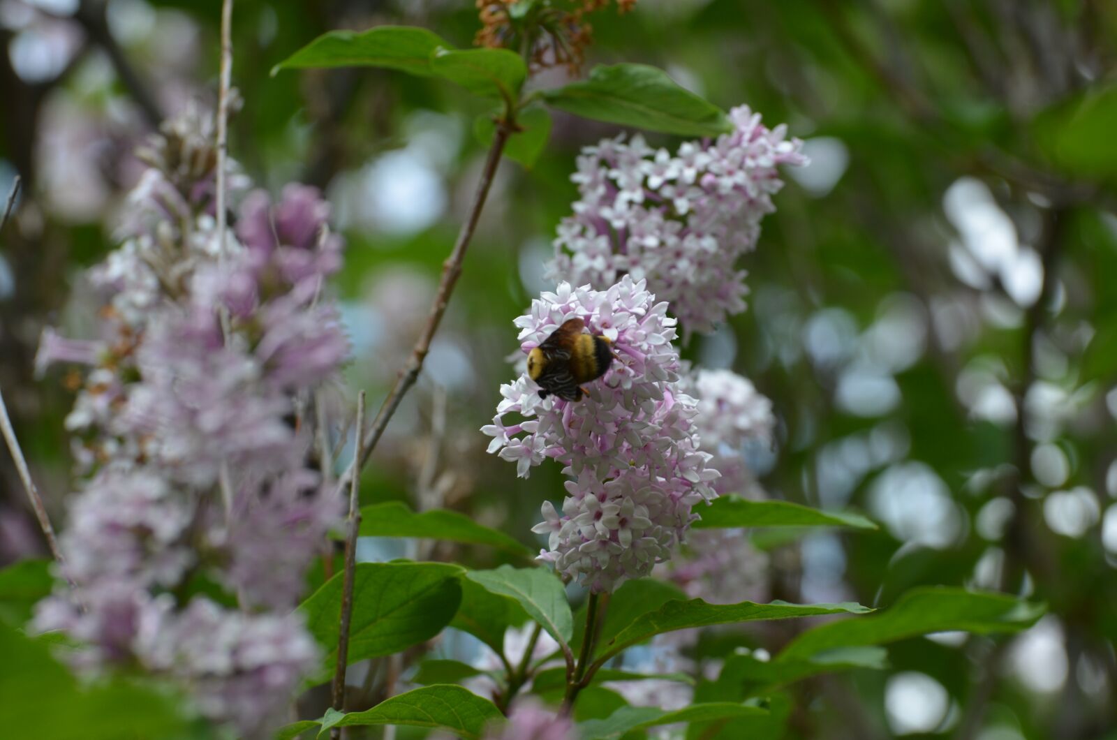 Nikon D5100 sample photo. Bee, nature, lilac photography