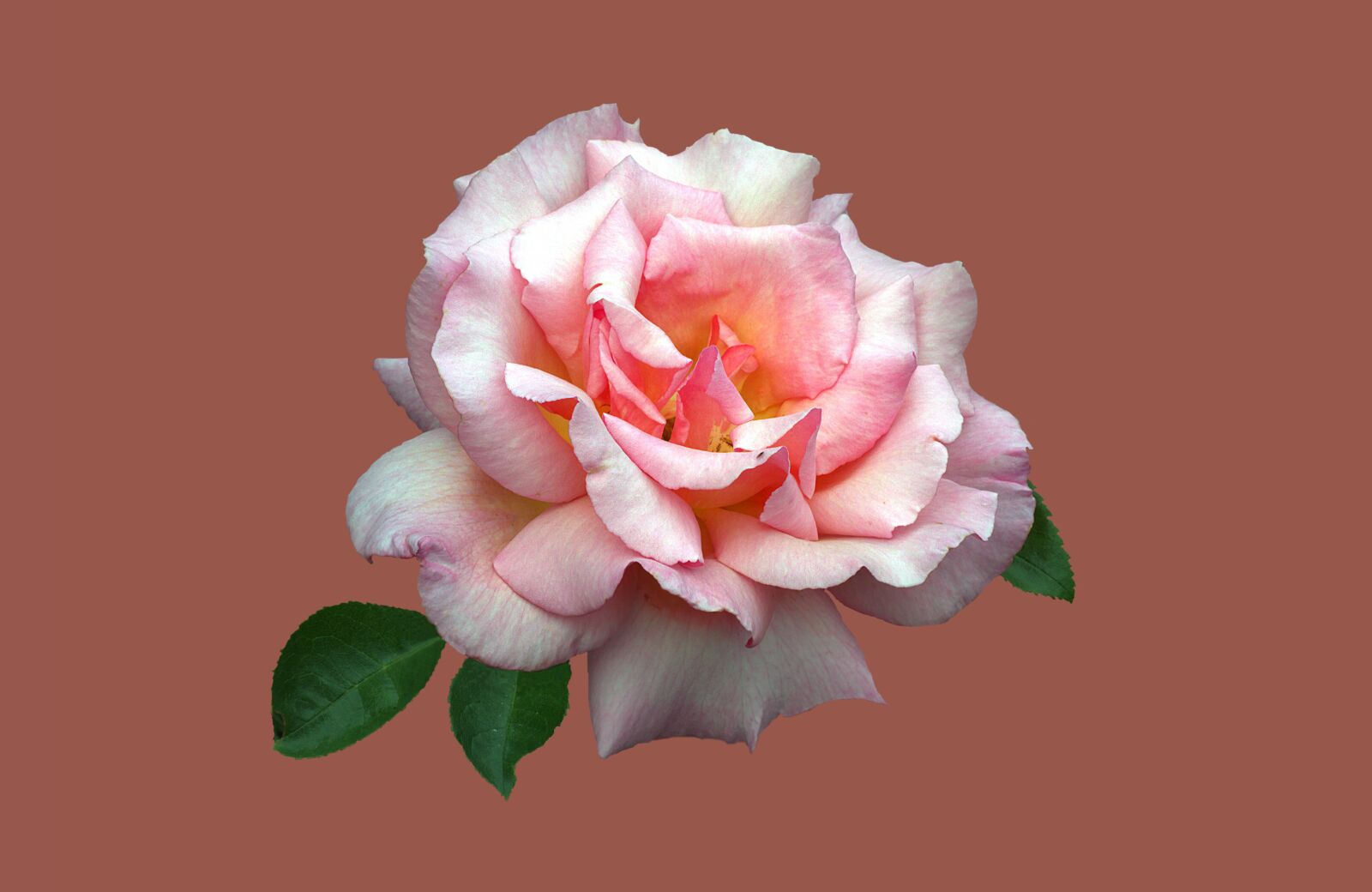 Canon EOS 7D sample photo. Bad kissingen, rose garden photography