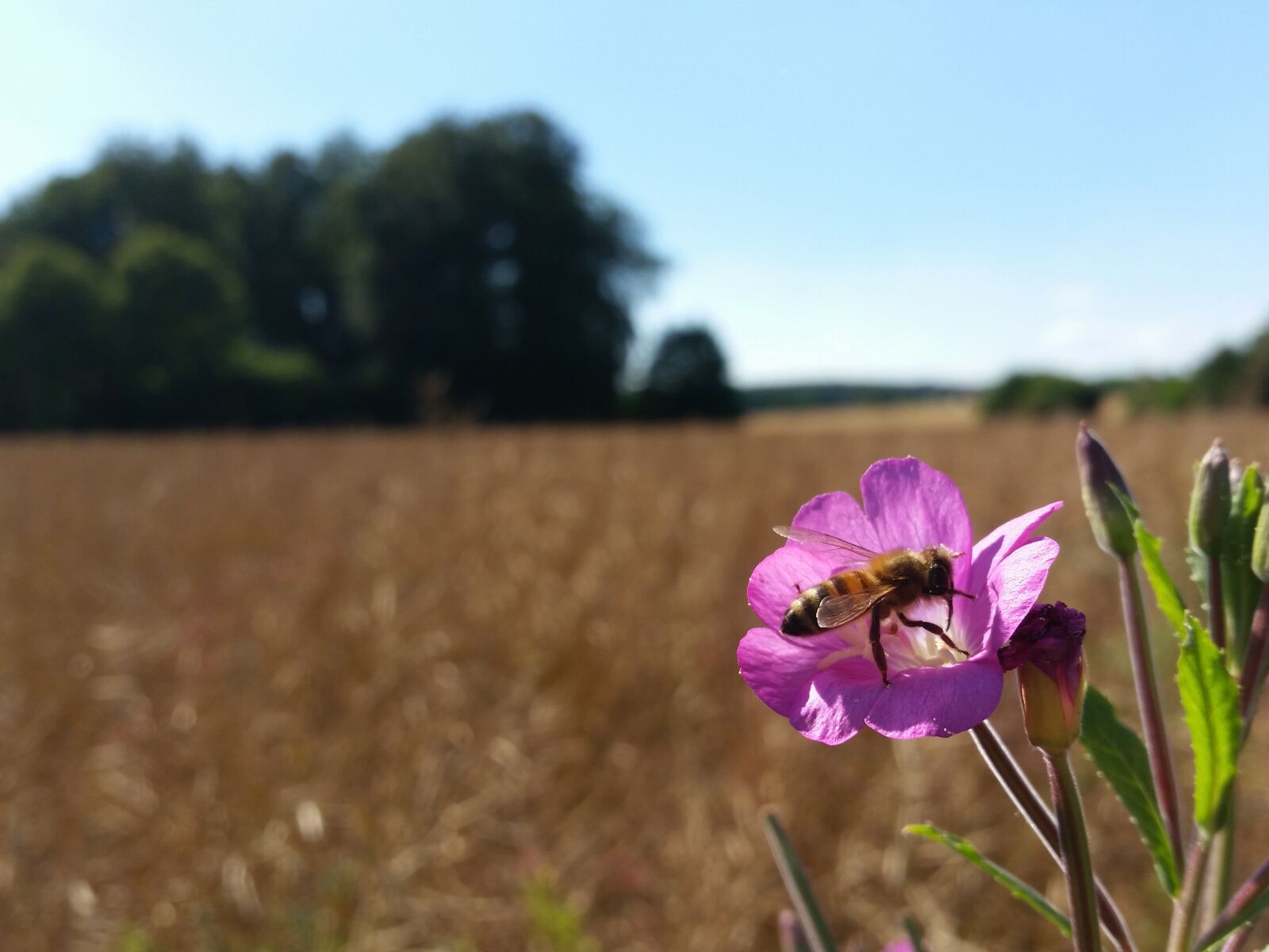 Samsung Galaxy S5 sample photo. Fields, bee, summer photography