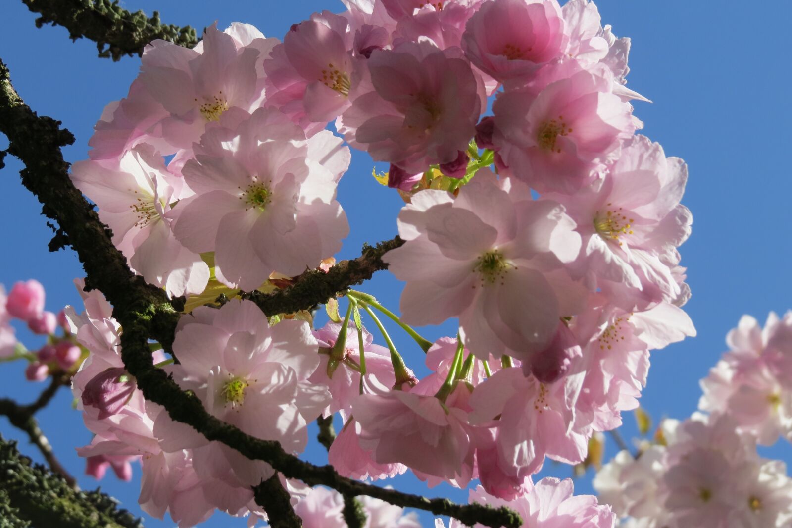 Canon PowerShot SX50 HS sample photo. Cherry blossom, blossom, nature photography