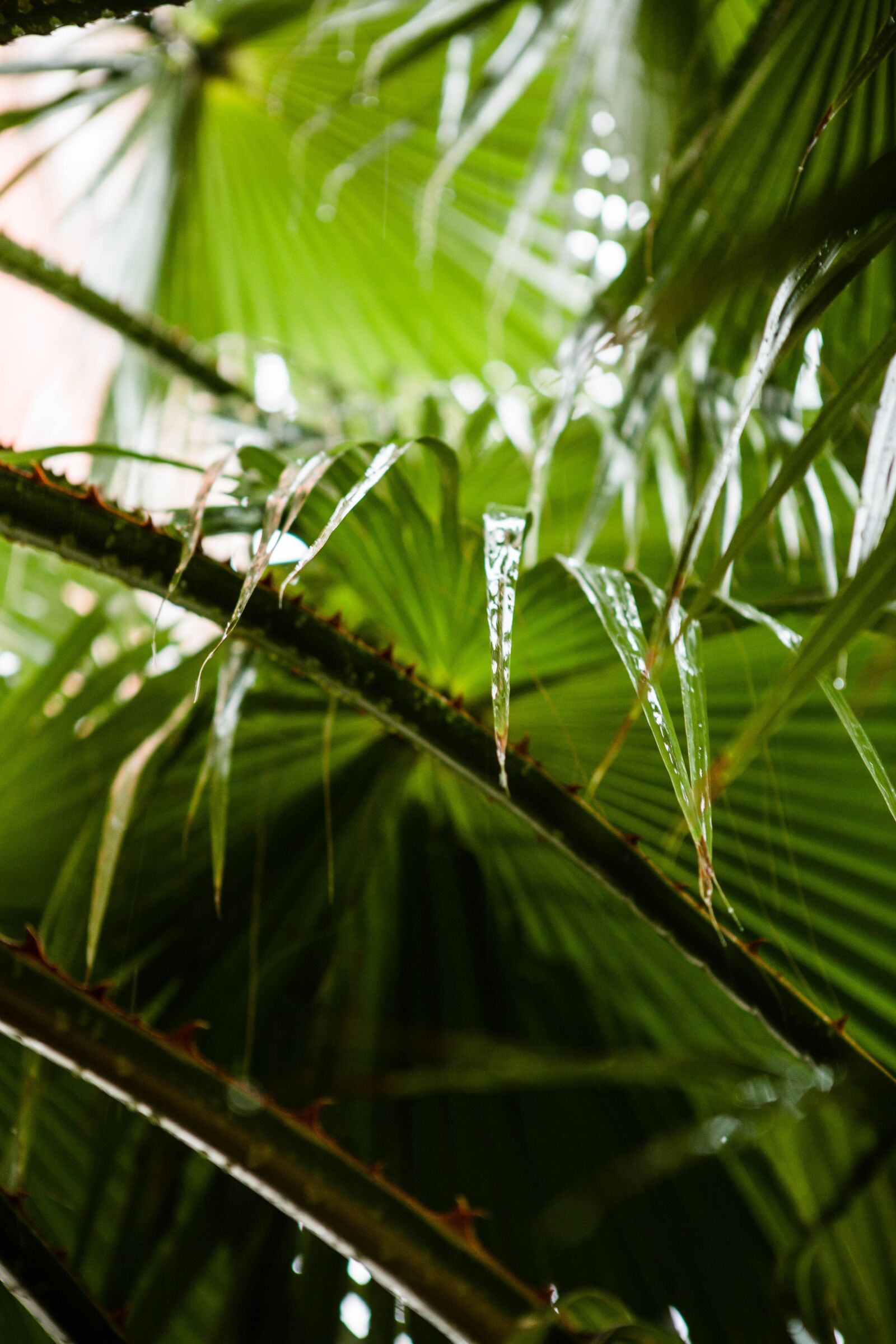 Canon EOS 5D Mark III sample photo. Plant, palma, tree photography