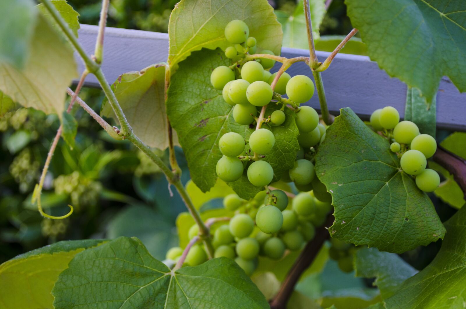 Nikon D5100 sample photo. Grapes, vine, vineyard photography