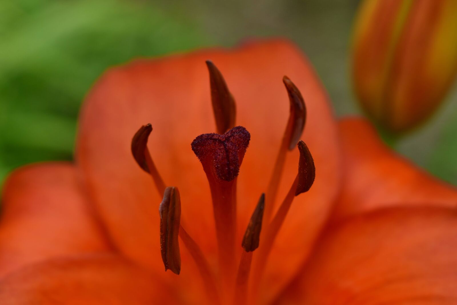 Nikon D5500 sample photo. Close-up, lily, macro, pistil photography