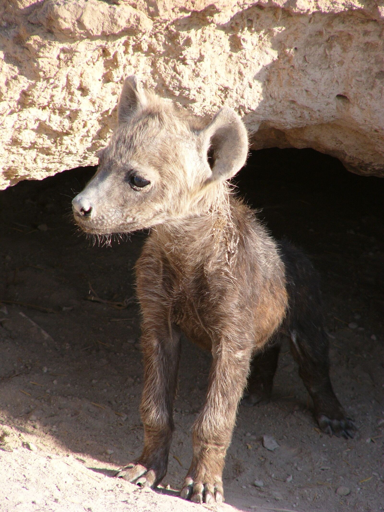 Panasonic DMC-FZ10 sample photo. Hyena, baby, curious photography