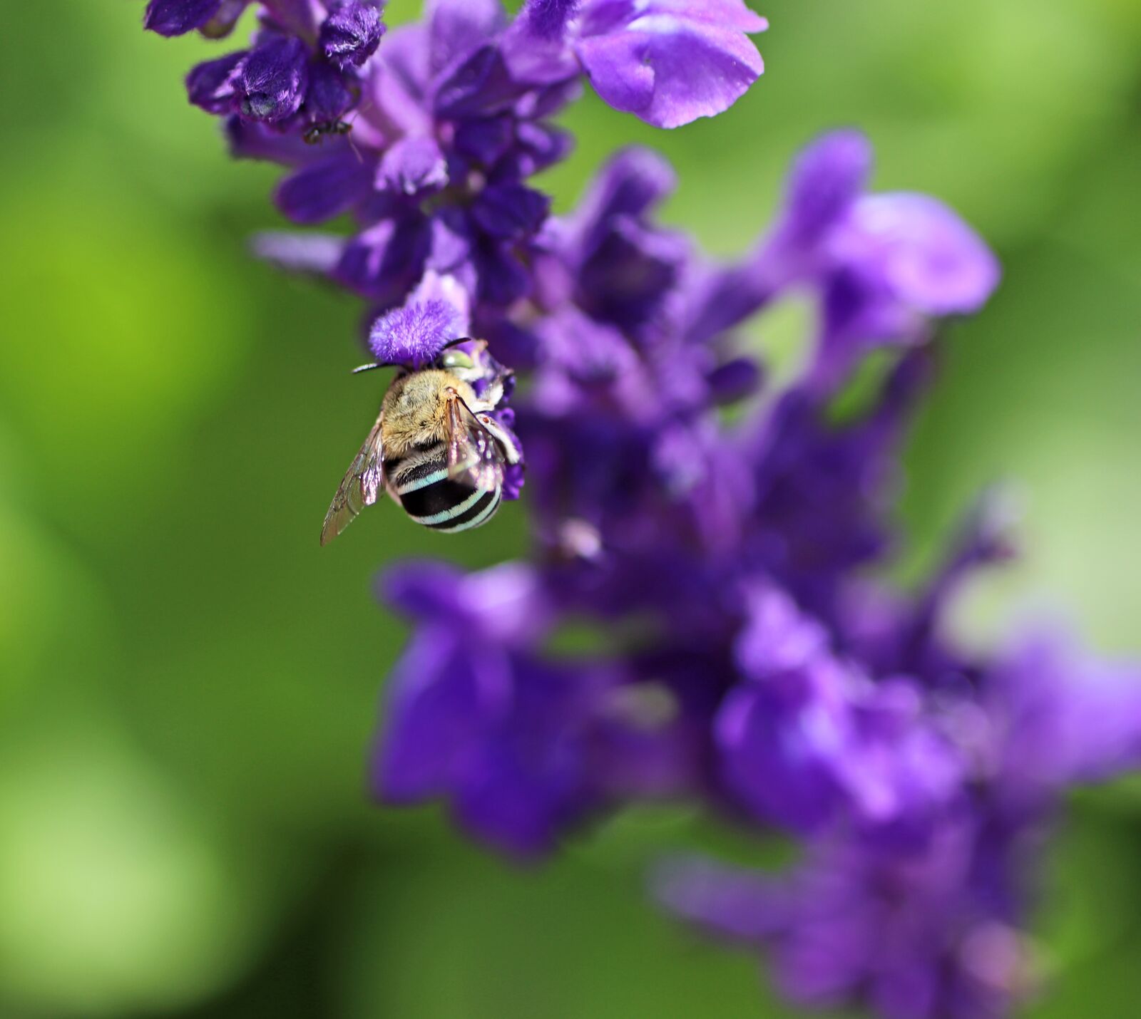 Tamron SP 90mm F2.8 Di VC USD 1:1 Macro sample photo. Bee, insect, australian photography