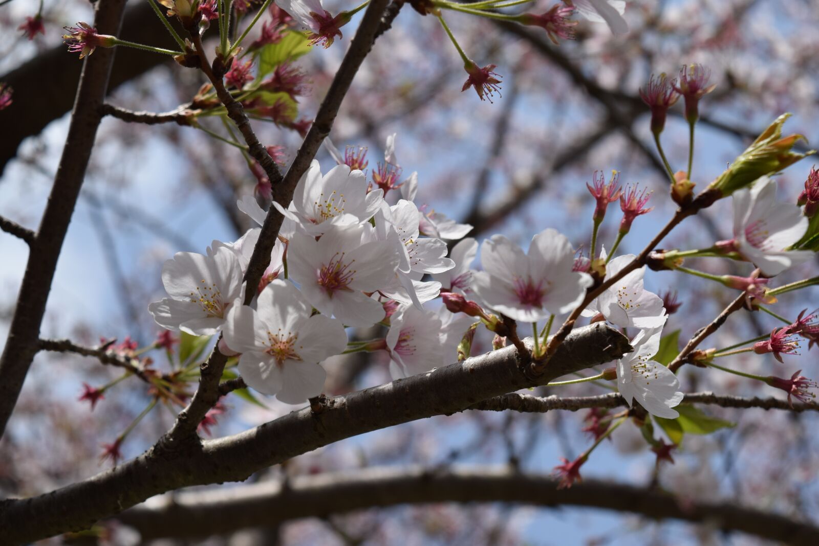 Nikon D3300 sample photo. Tree, branch, cherry photography