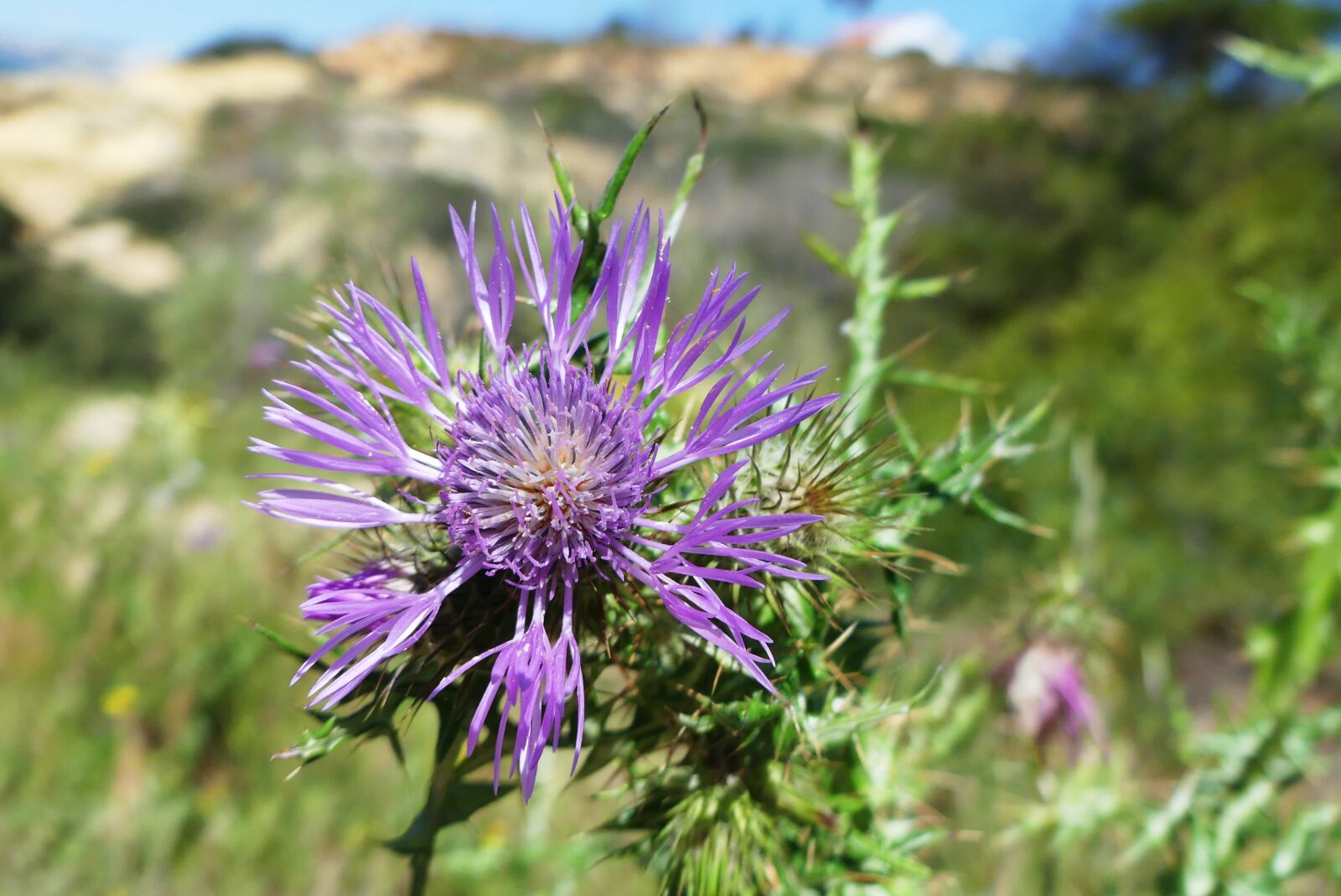 Panasonic Lumix DMC-FZ300 sample photo. Flower, thistle, spring photography