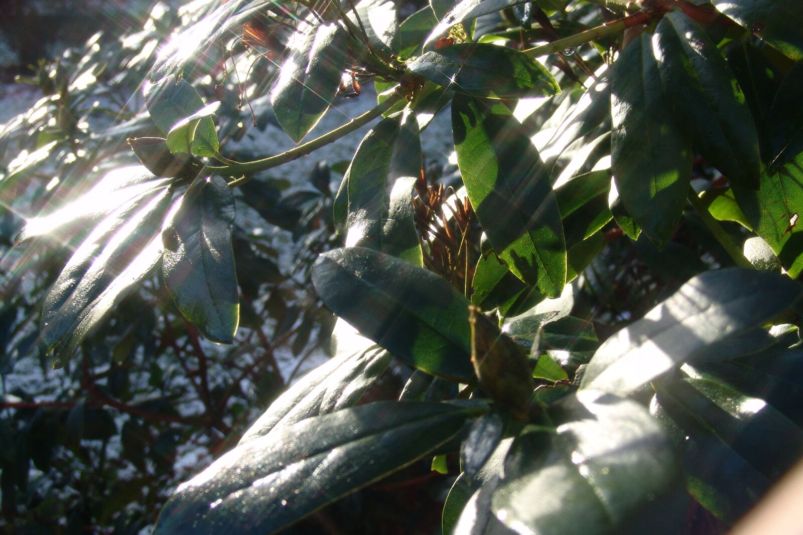 Sony DSC-F828 sample photo. Rododendron, plant, bush photography
