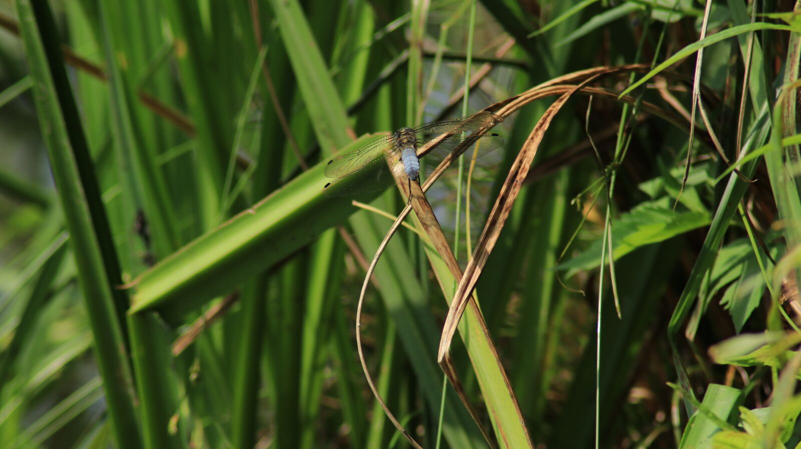 Canon EOS 80D sample photo. Reed, bank, dragonfly photography