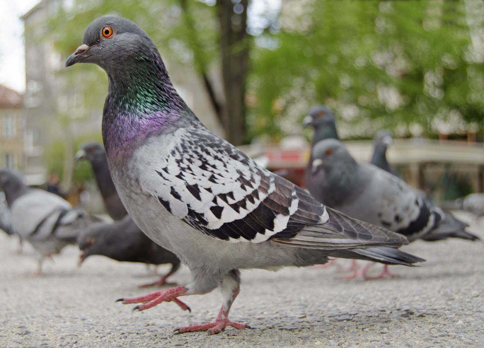 Nikon D5100 sample photo. Park, city, pigeon photography
