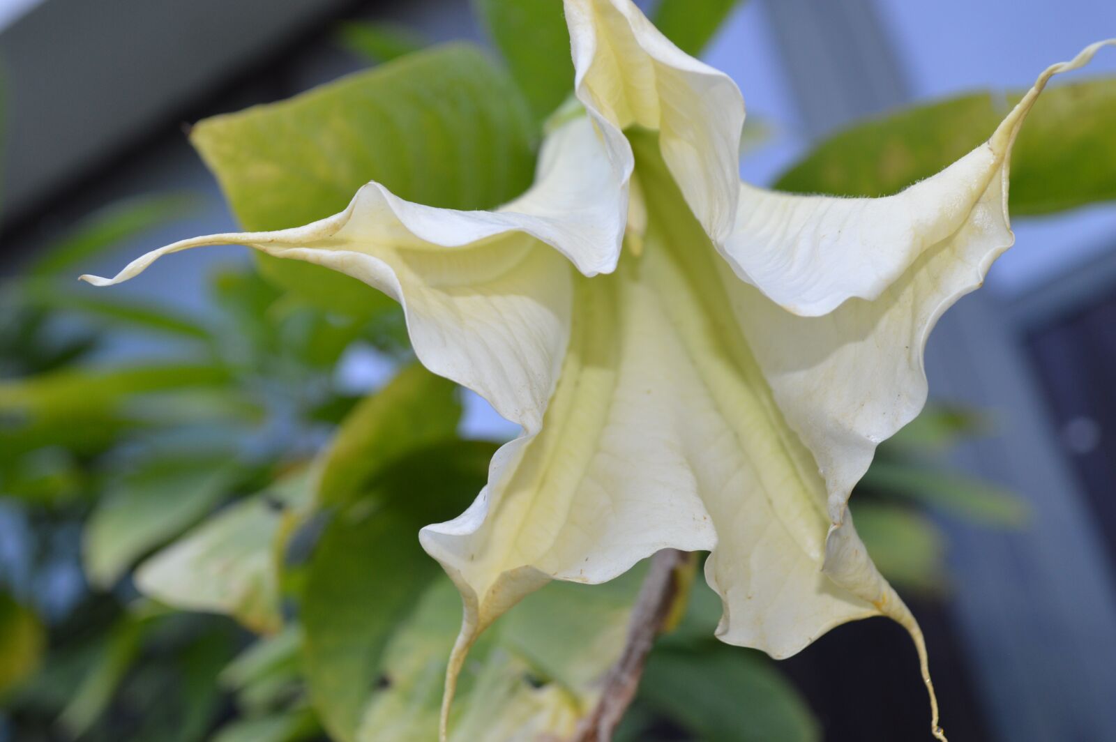 Nikon D3200 sample photo. Flower, plant, angel trumpet photography