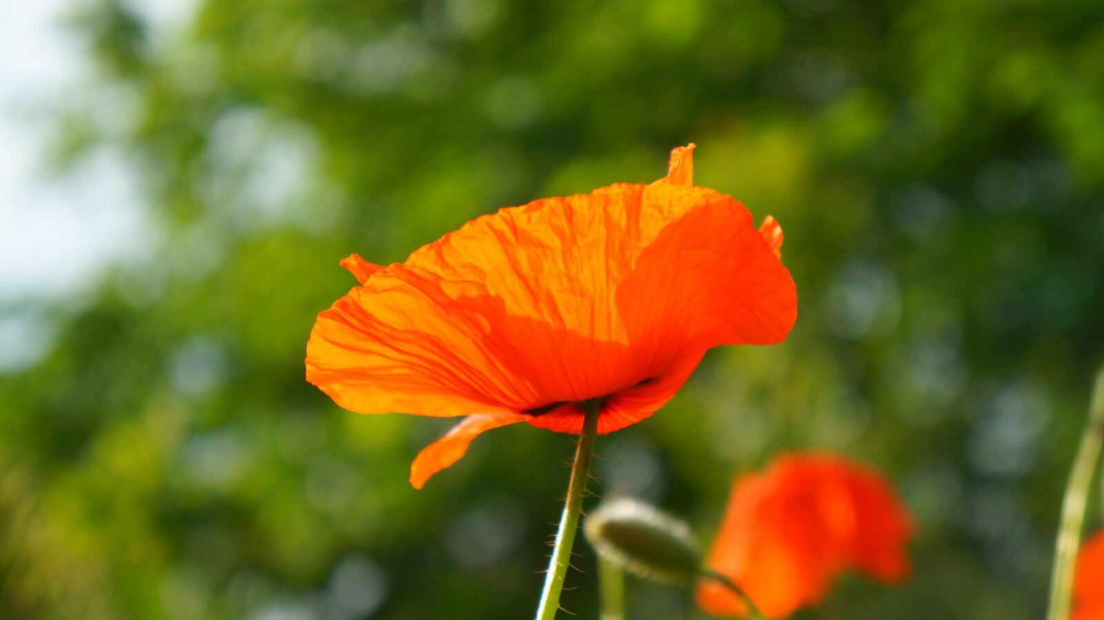 Sony Alpha a3000 + Sony E 18-55mm F3.5-5.6 OSS sample photo. Nature, plants, poppies photography