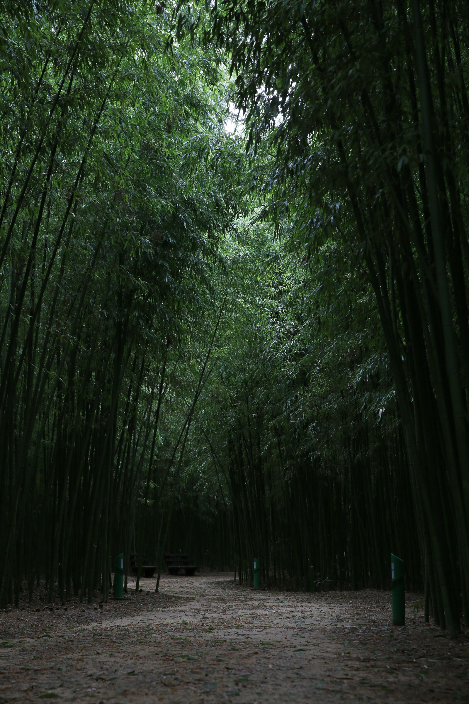 Canon EF 24-70mm F2.8L II USM sample photo. Bamboo, forest, nature photography