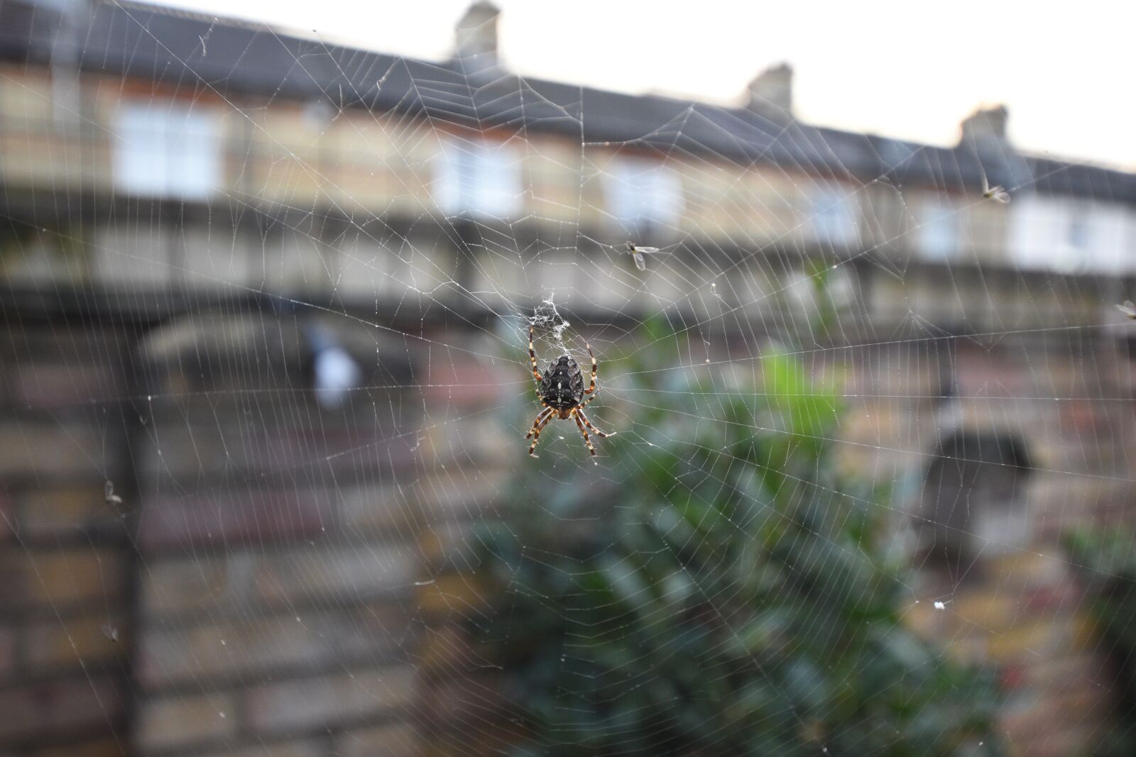 Nikon D5500 sample photo. Spiders view, web, garden photography