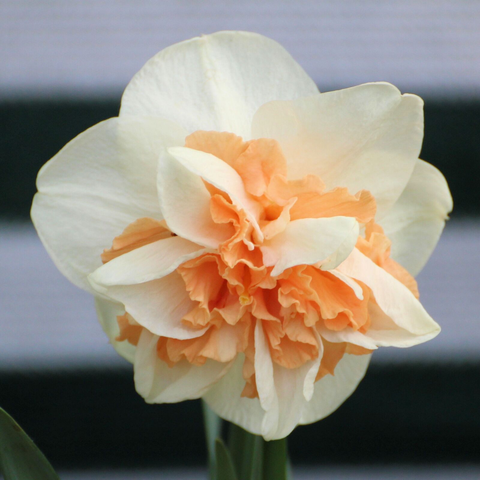 Canon EOS 1200D (EOS Rebel T5 / EOS Kiss X70 / EOS Hi) sample photo. Narcissus, daffodil, blossom photography