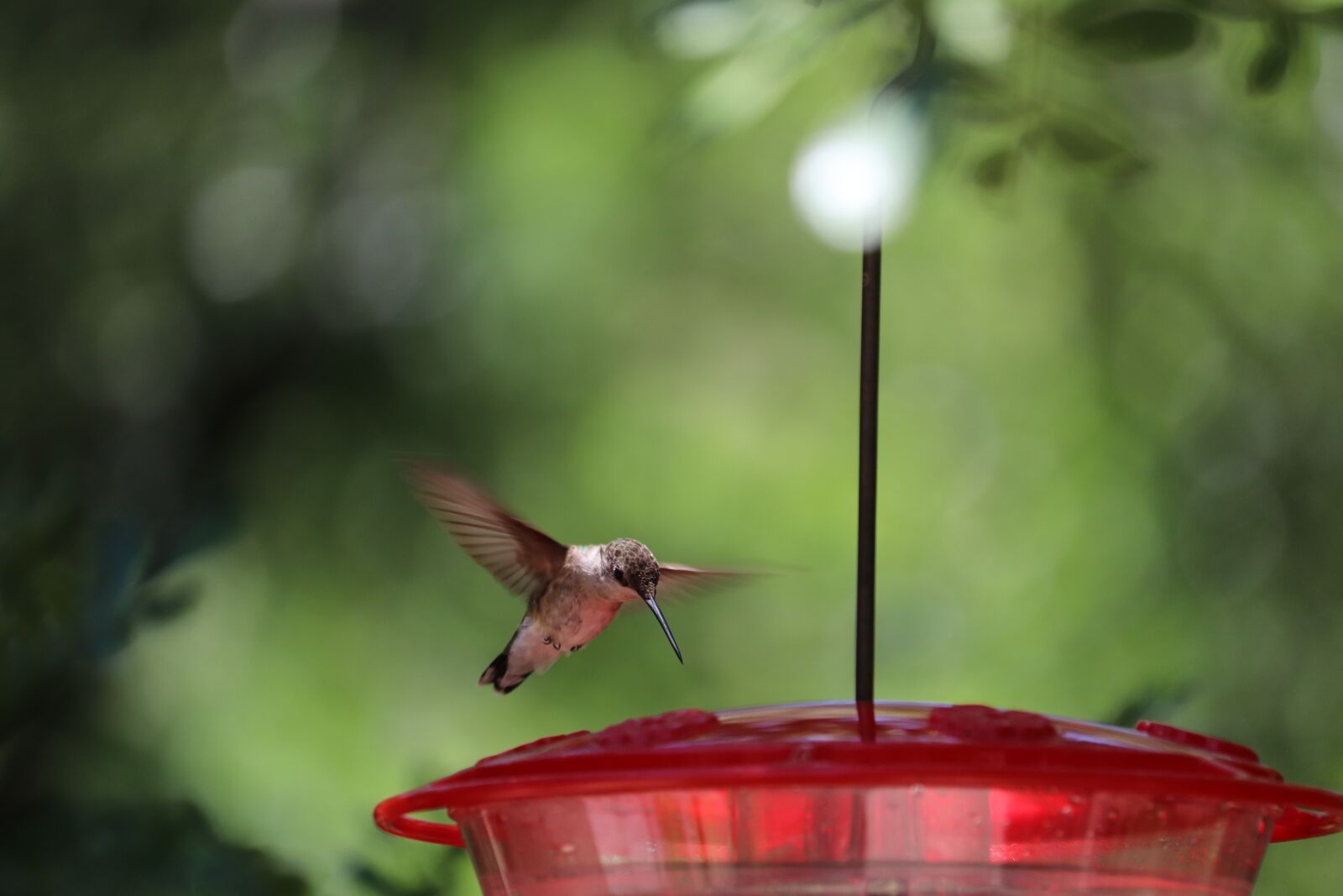 Canon EOS 800D (EOS Rebel T7i / EOS Kiss X9i) + Canon EF-S 55-250mm F4-5.6 IS STM sample photo. Hummingbird, wildlife, natural photography