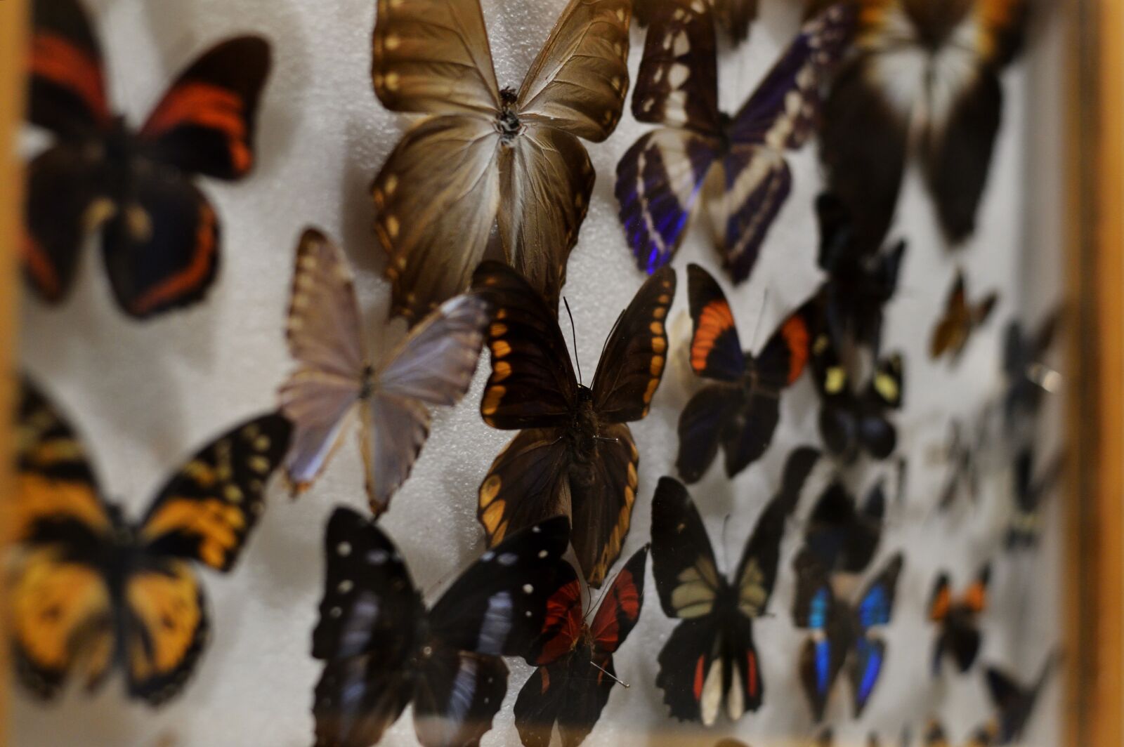 Nikon D3200 sample photo. Butterfly, insect, collection photography