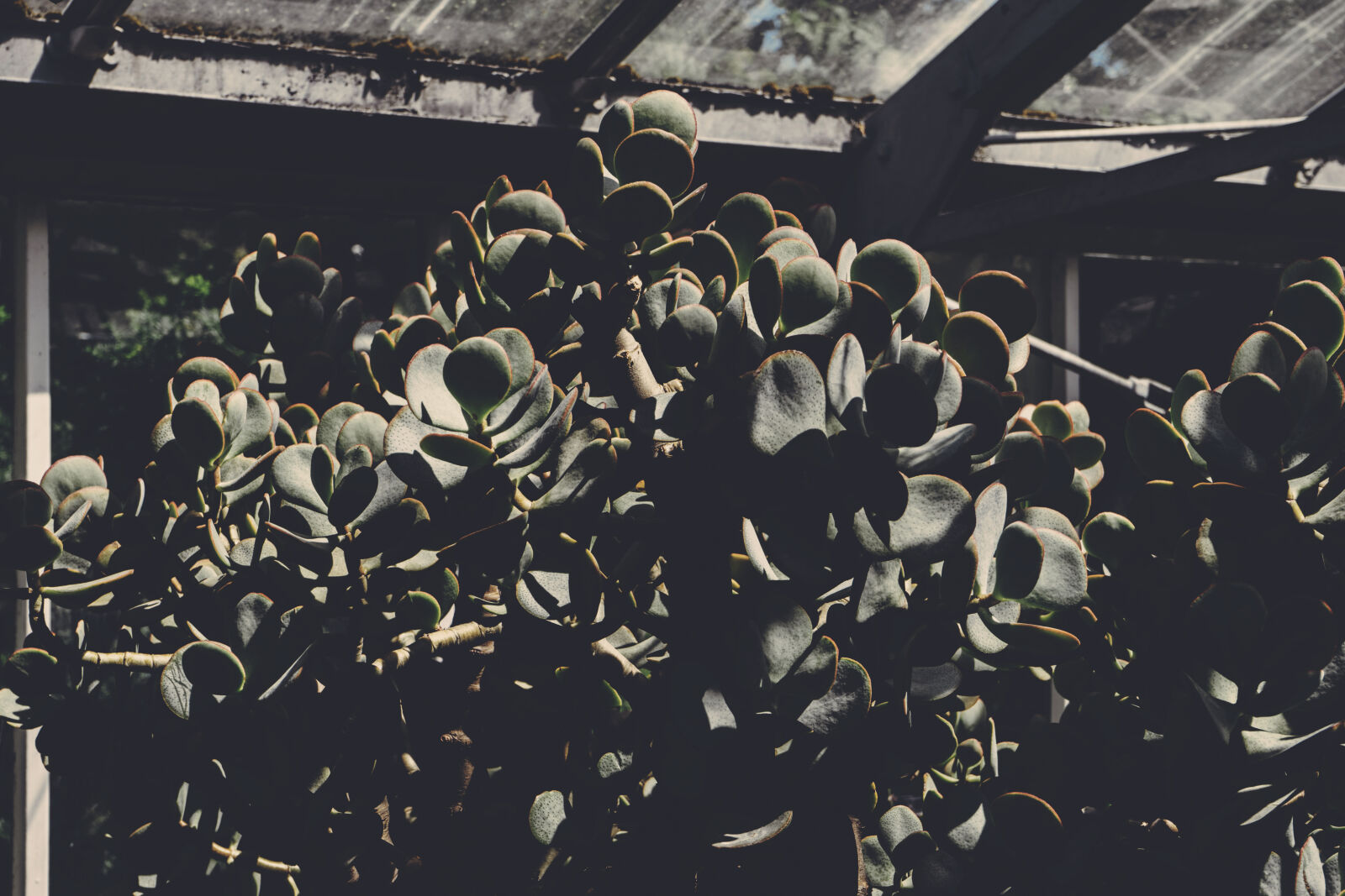 Sony a7 II + Sony FE 28-70mm F3.5-5.6 OSS sample photo. Botanical, botany, garden, greenery photography
