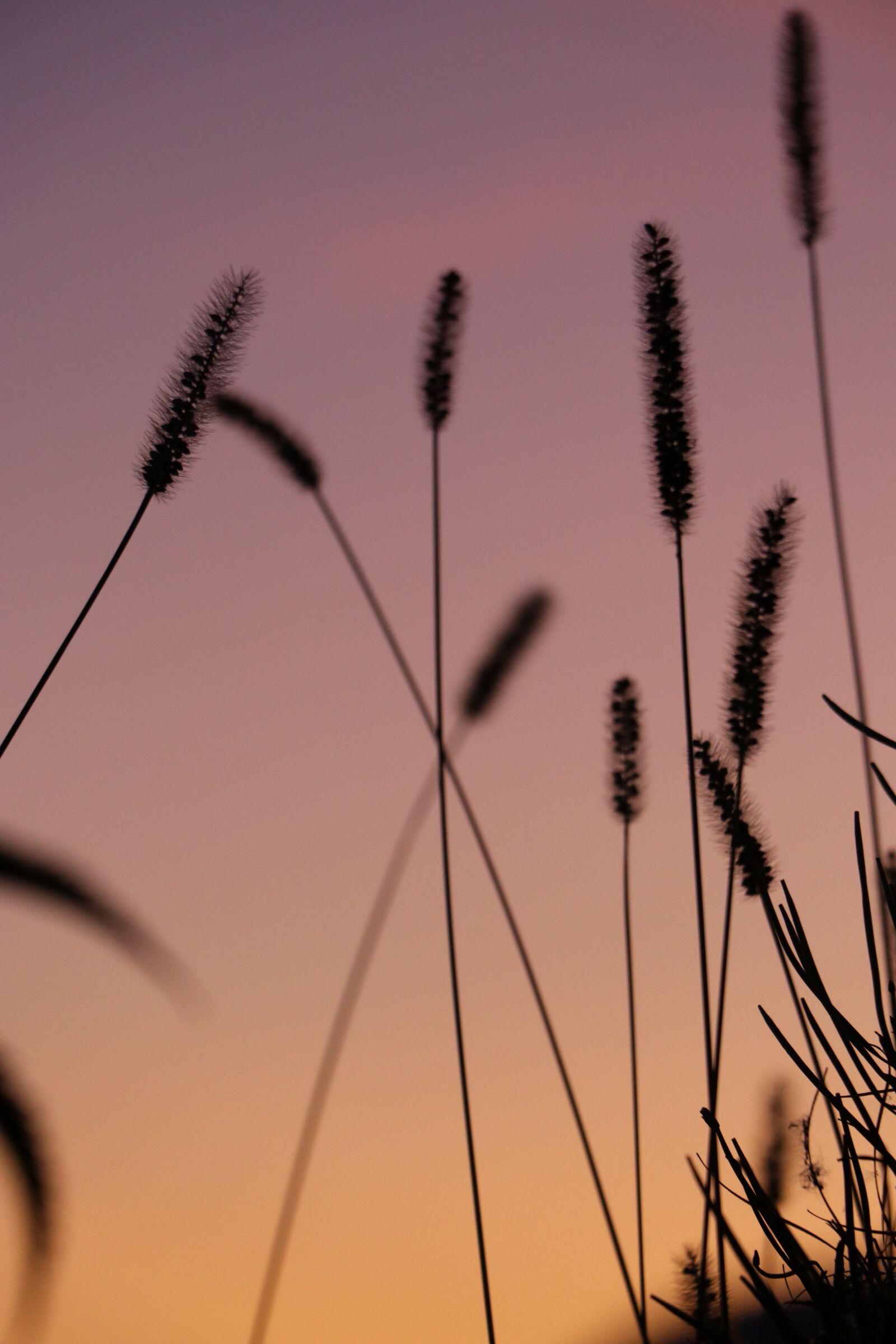 Canon EOS 80D sample photo. Sky, evening, grasses photography