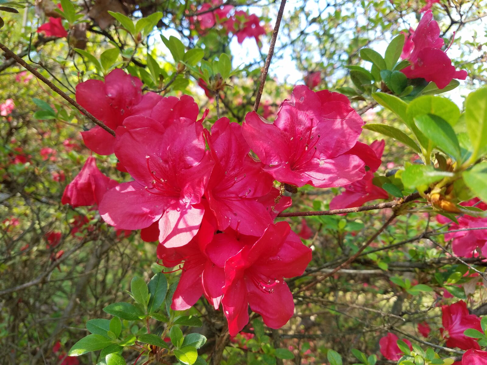 Samsung Galaxy S7 sample photo. Azalea, flowers, springs photography