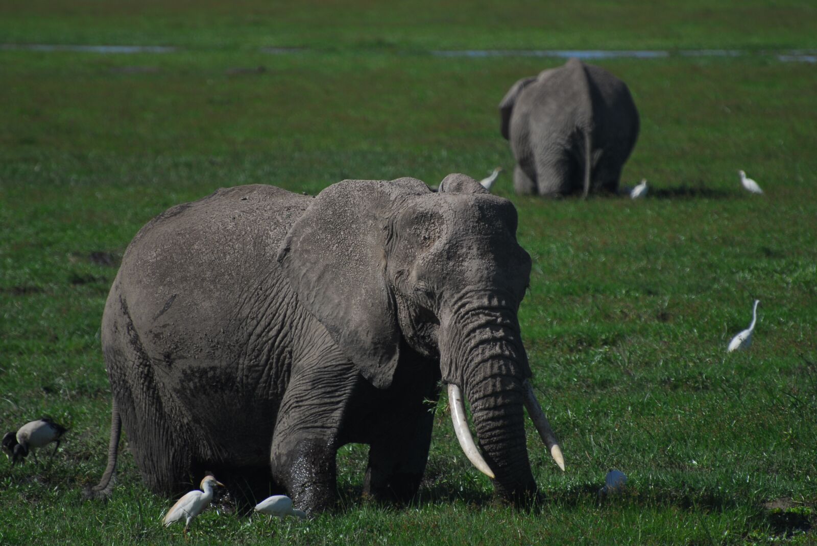 Nikon D200 sample photo. Elephants, egrets, africa photography