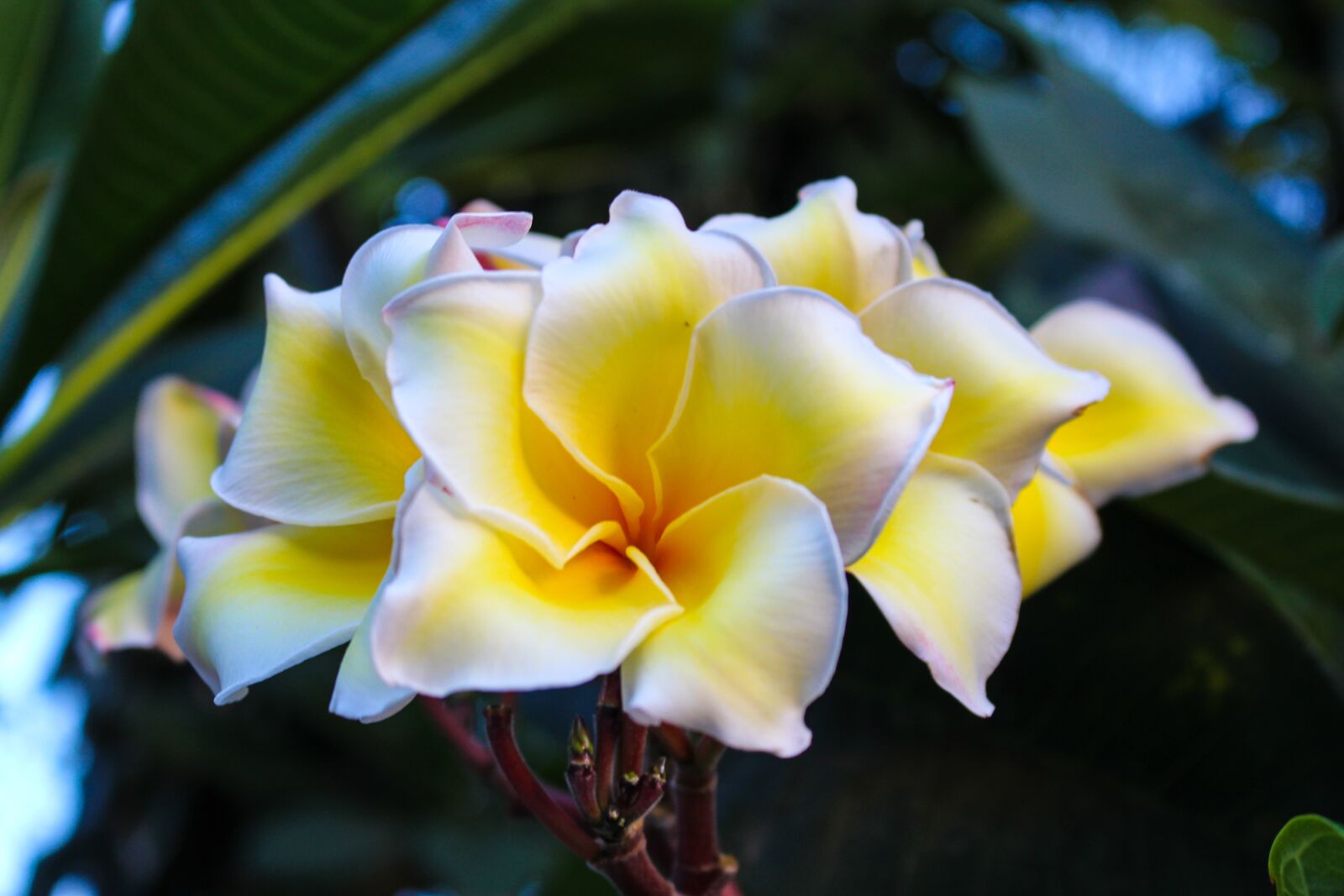Canon EOS 700D (EOS Rebel T5i / EOS Kiss X7i) sample photo. Fragrapanti, plumeria, open photography