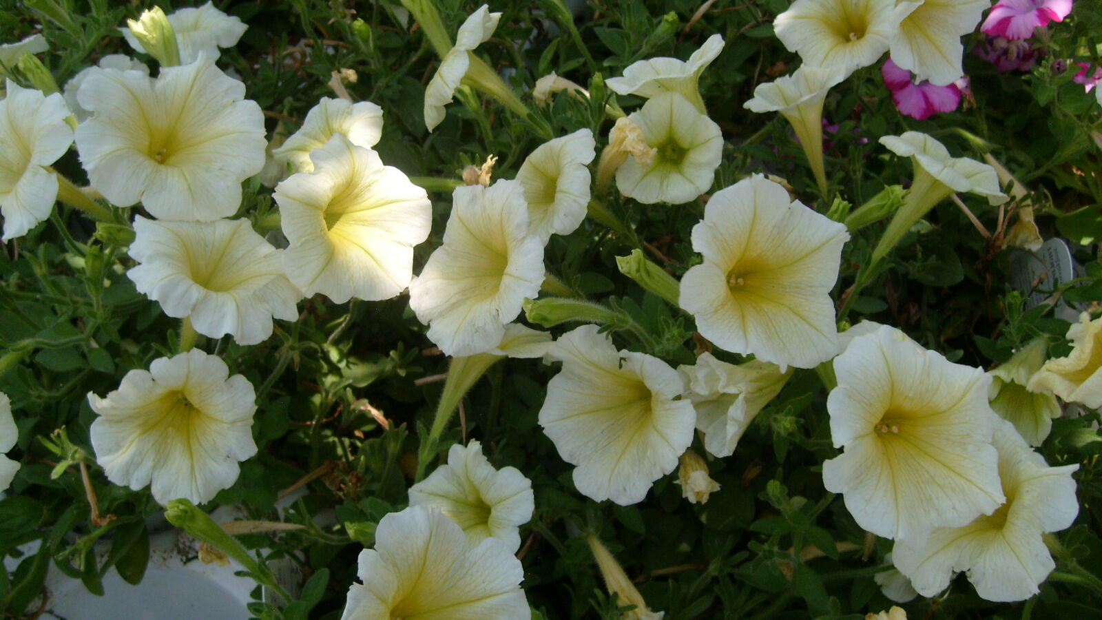 Samsung KENOX S730  / Samsung S730 sample photo. White, yellow, yellow, white photography