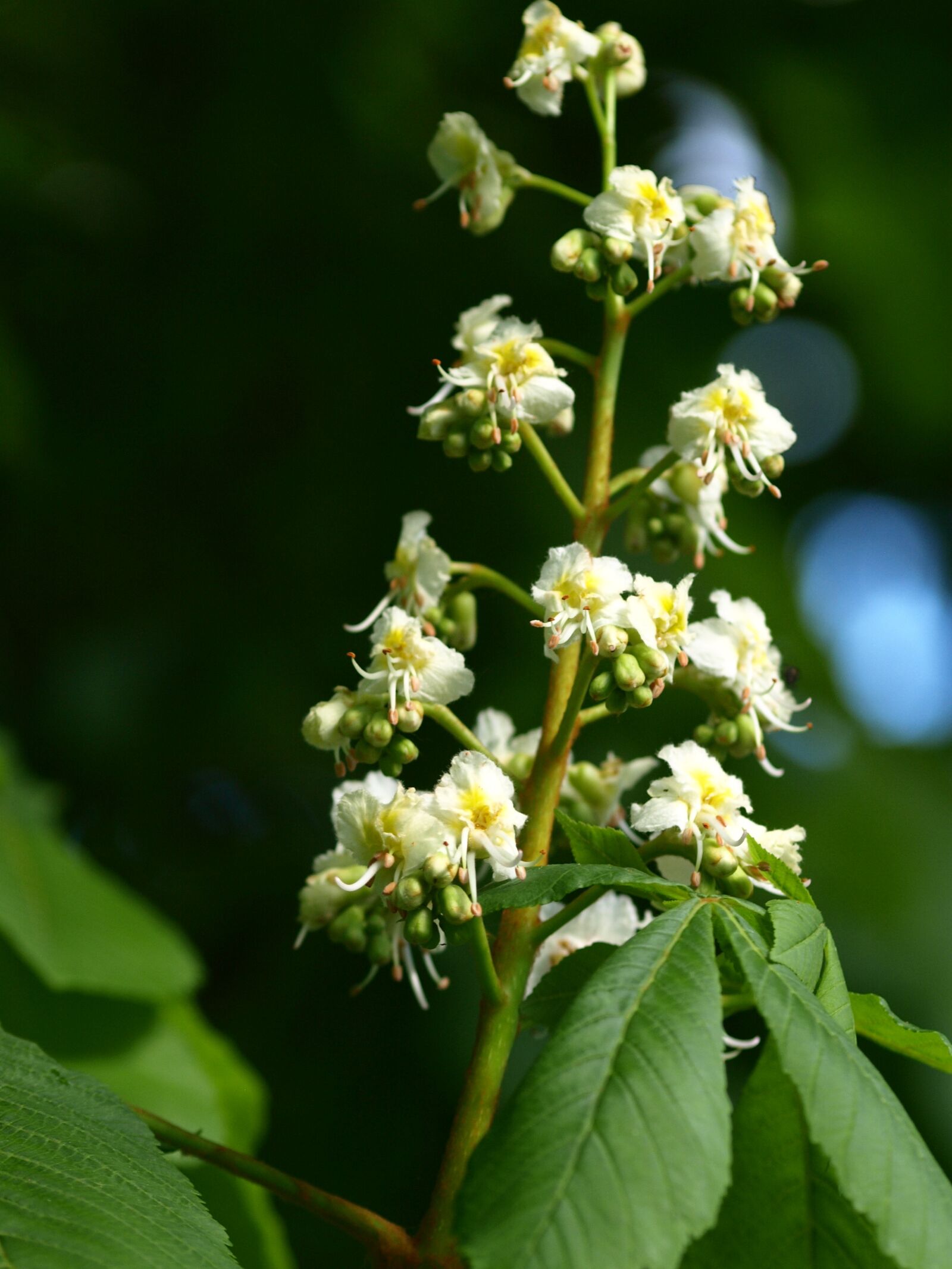 Olympus E-510 (EVOLT E-510) sample photo. Chestnut blossom, inflorescence, blossom photography