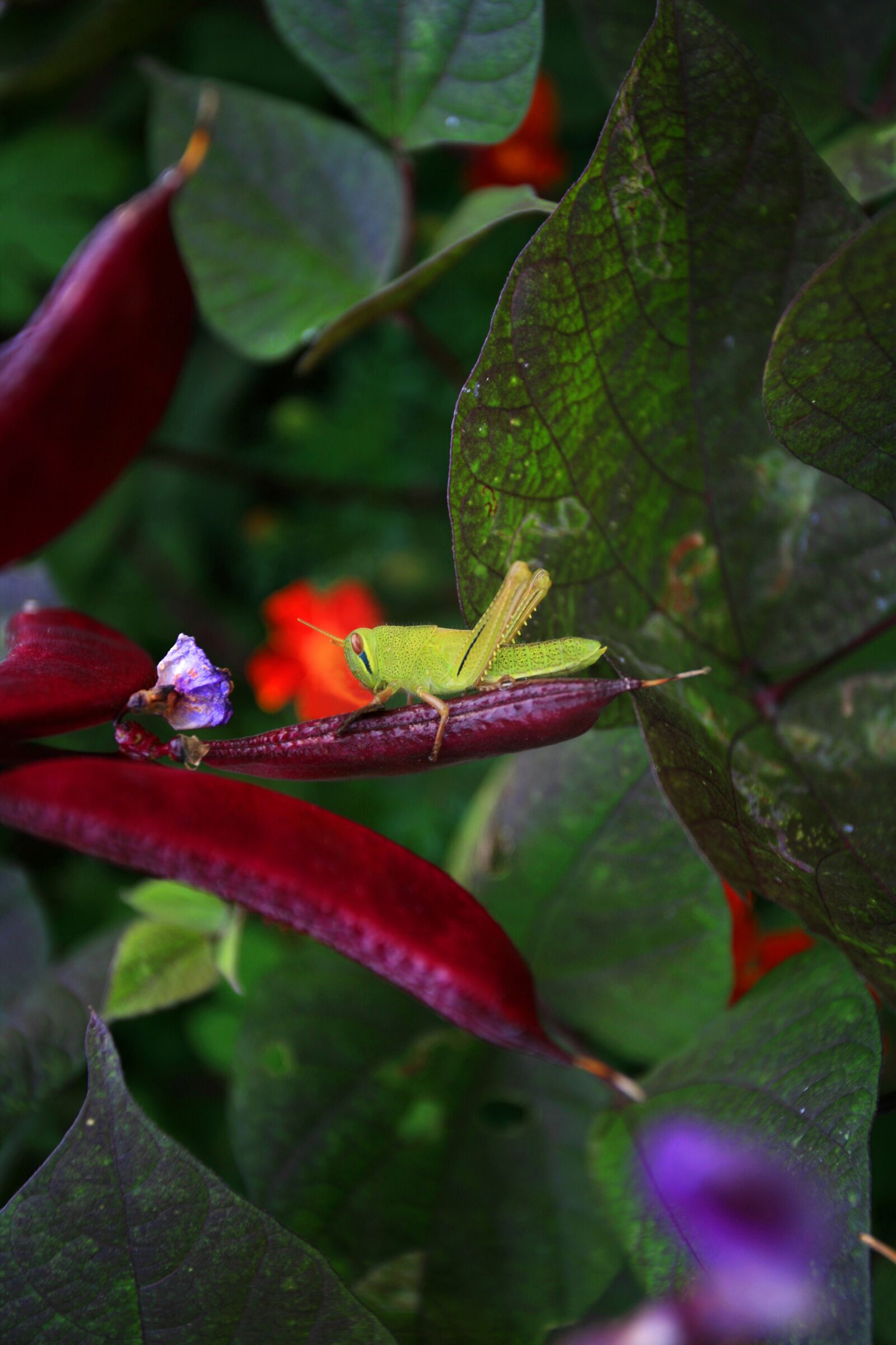 Canon EOS 5D sample photo. Grasshopper, insects, bug photography