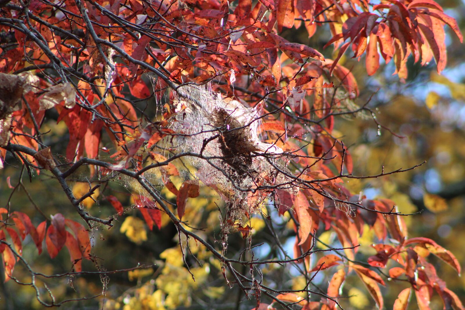 Canon EOS 2000D (EOS Rebel T7 / EOS Kiss X90 / EOS 1500D) sample photo. Spider web, autumn, lea photography