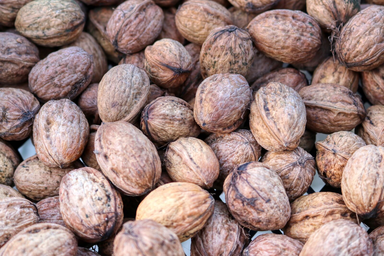 Canon EOS 80D sample photo. Walnuts, nut, harvest photography