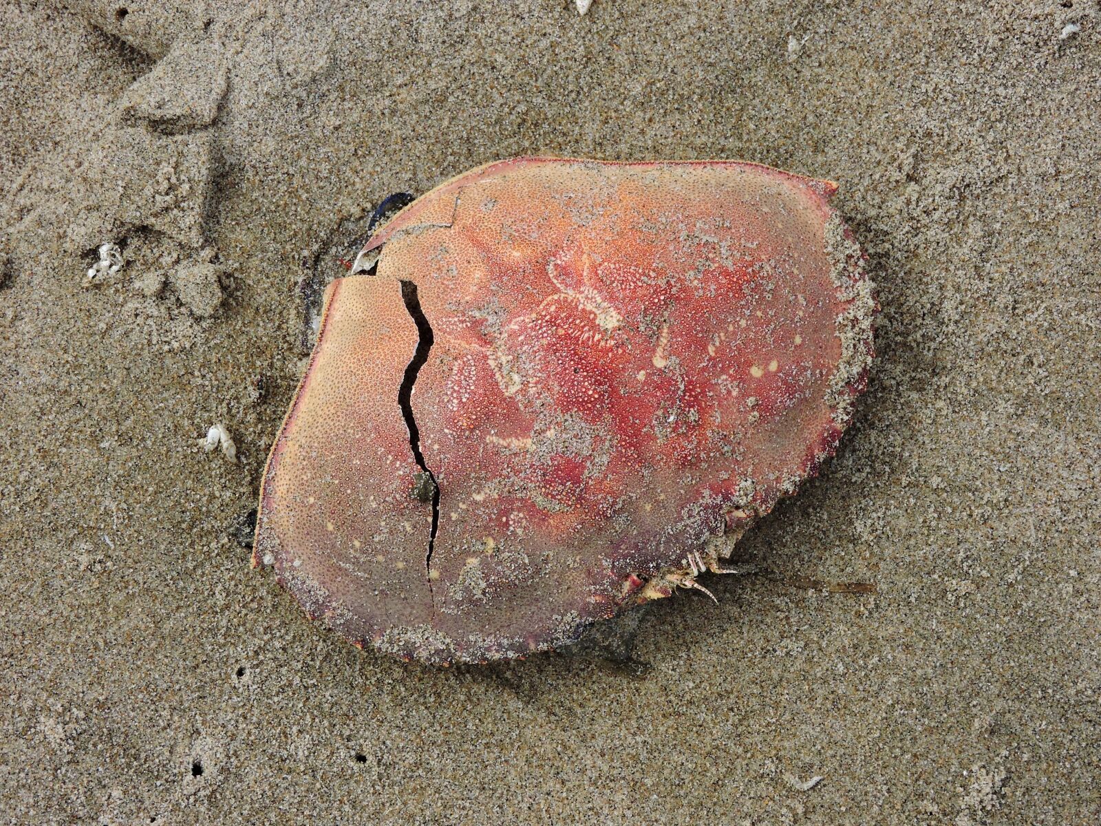 Nikon Coolpix P600 sample photo. Beach, crab shell, crab photography