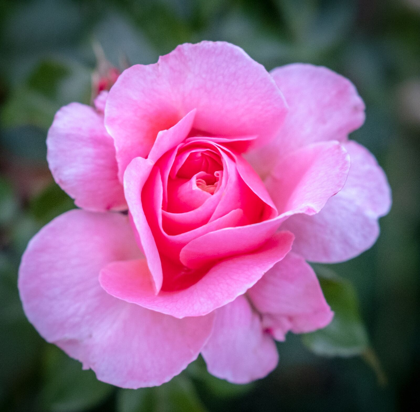 Fujifilm X-T2 sample photo. Rose, rose bloom, bud photography