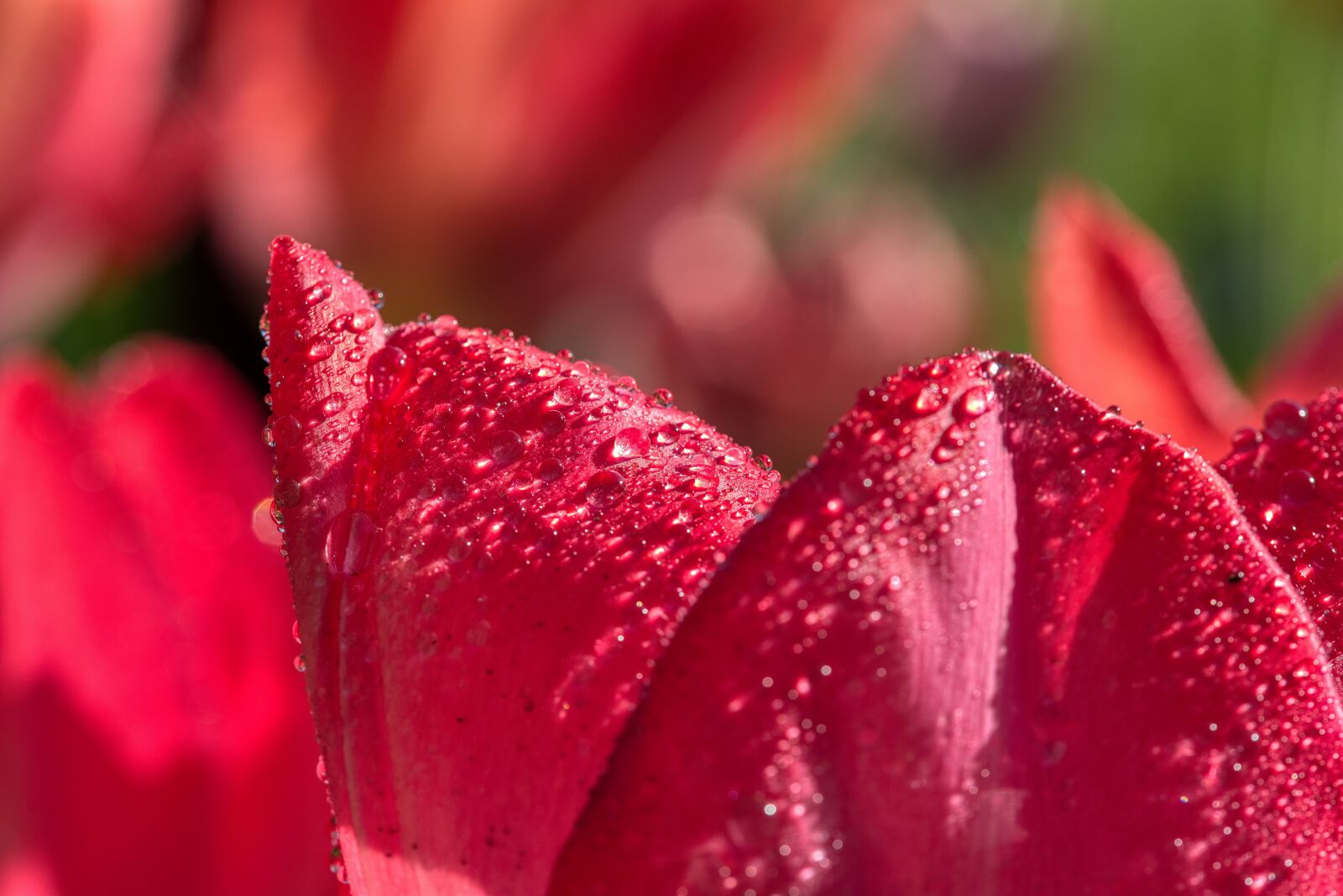 Nikon D750 sample photo. Tulips, irrigation, casting photography