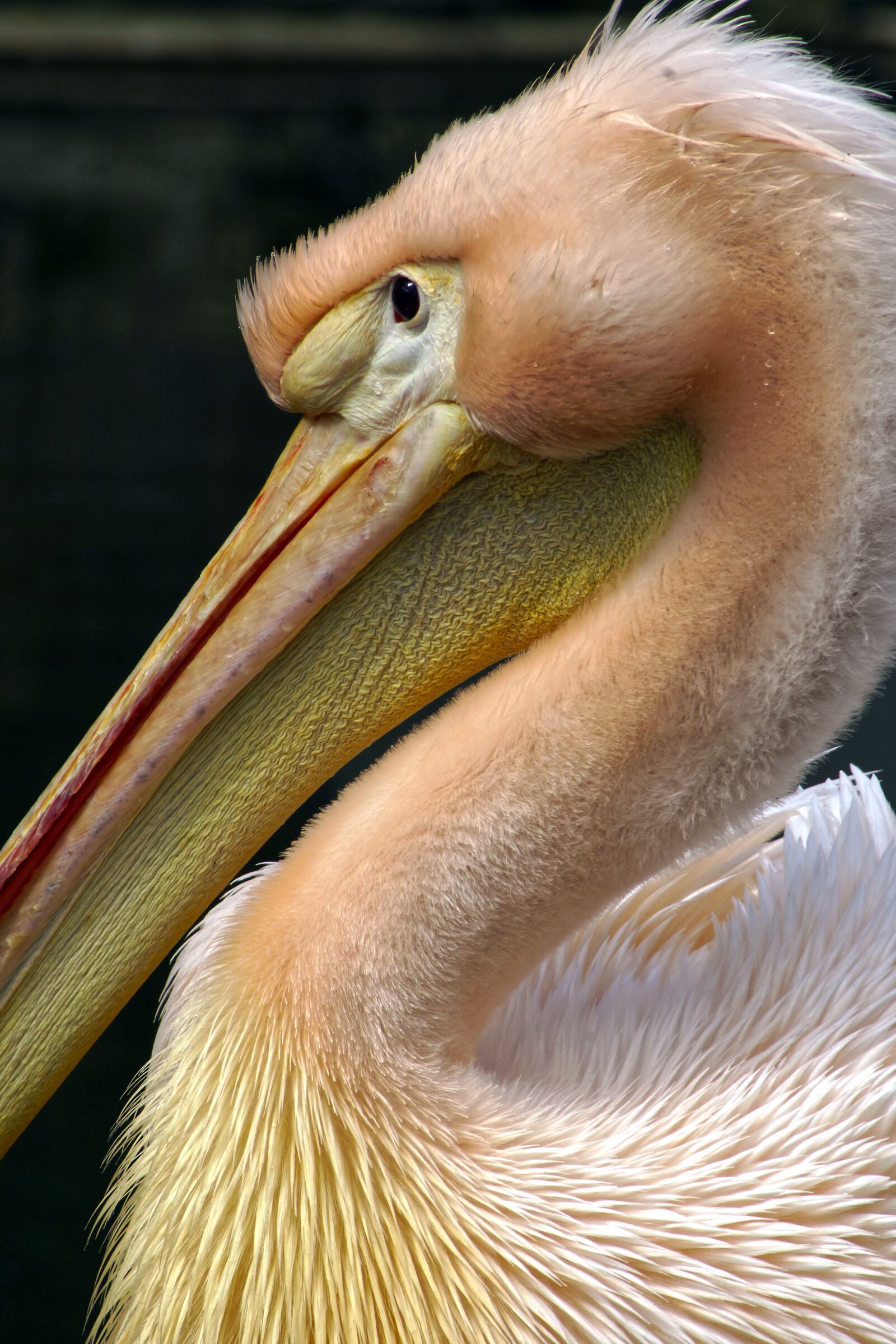 Sony SLT-A77 sample photo. Pink, pelikan, nature photography