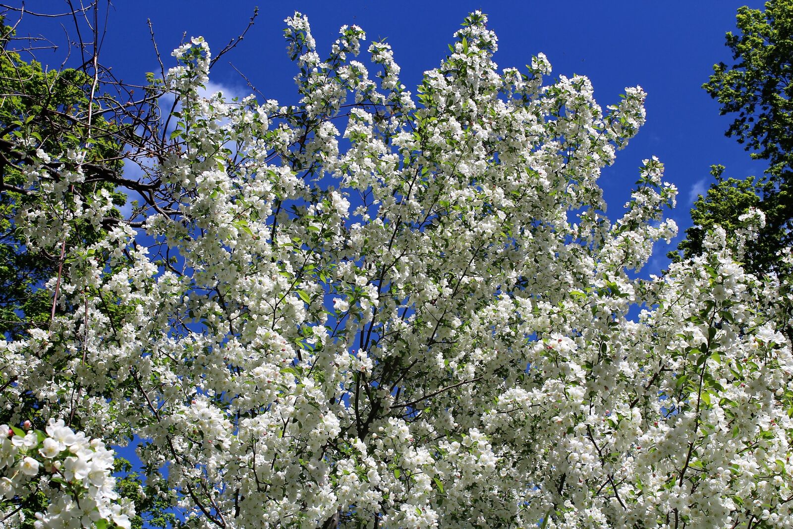 Canon EOS 1200D (EOS Rebel T5 / EOS Kiss X70 / EOS Hi) sample photo. Blossom, dogwood, spring, tree photography