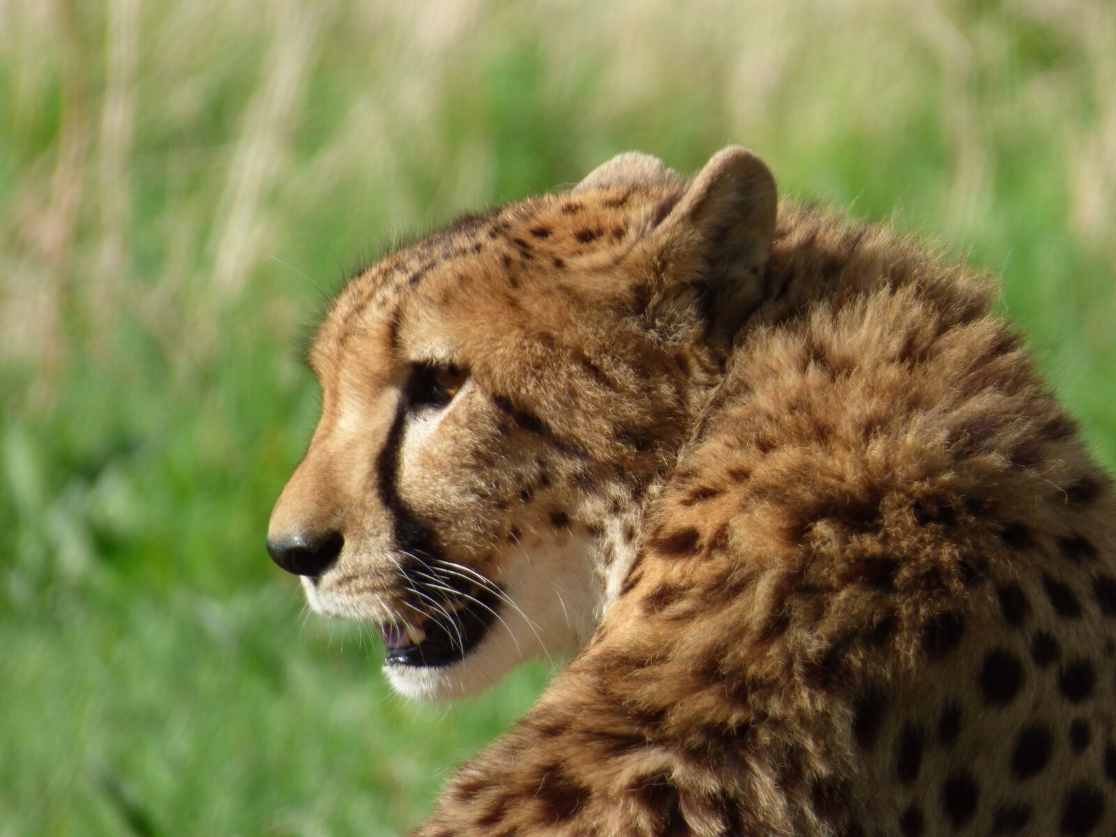 Panasonic DMC-FZ72 sample photo. Cheetah, feline, park felines photography