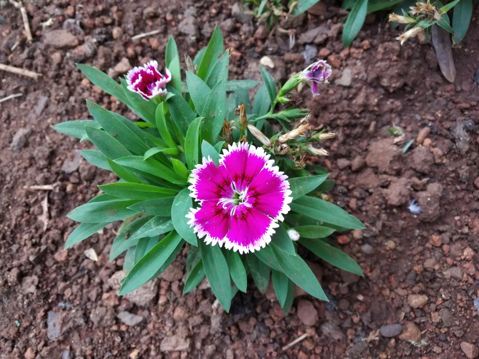Xiaomi Redmi Y2 sample photo. Primrose, pink flower, garden photography