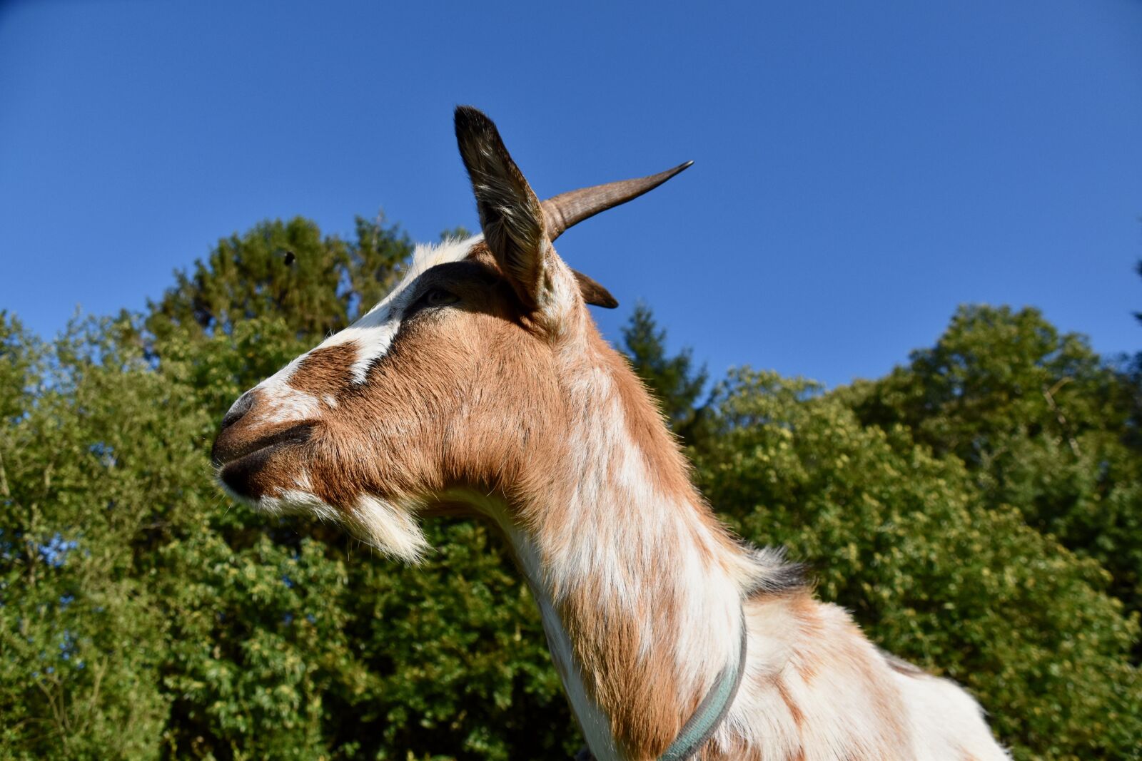 Nikon D5600 sample photo. Goat, goat horn, goat photography