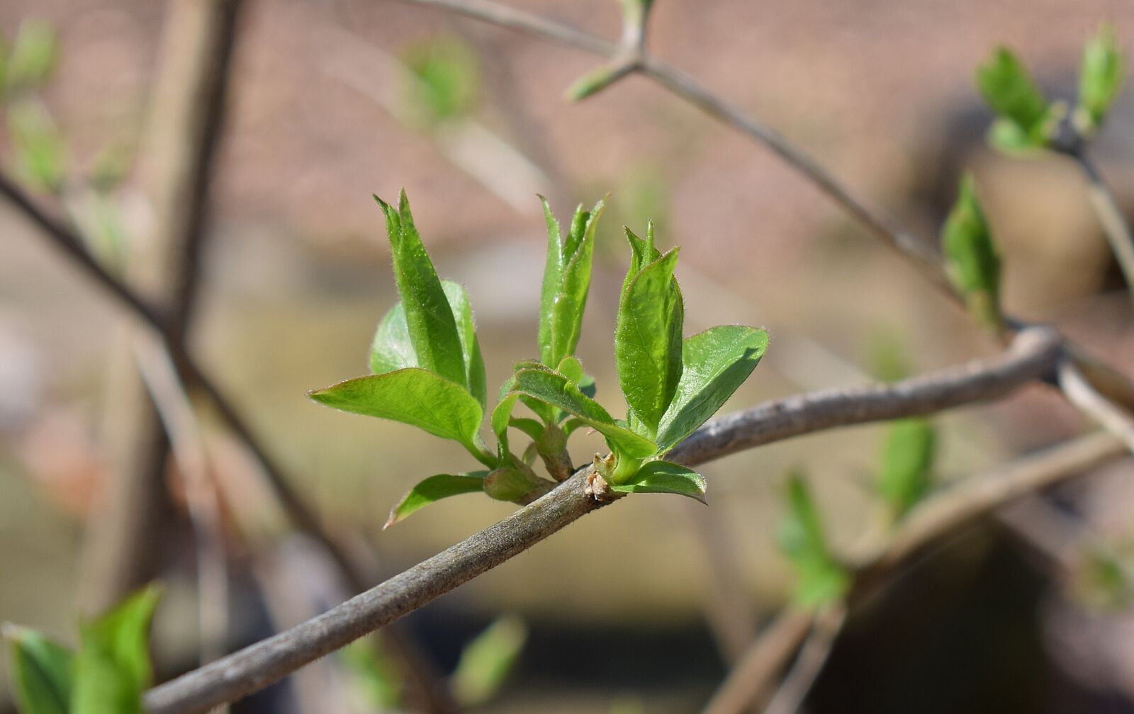 Nikon D3300 sample photo. New mock orange leaves photography