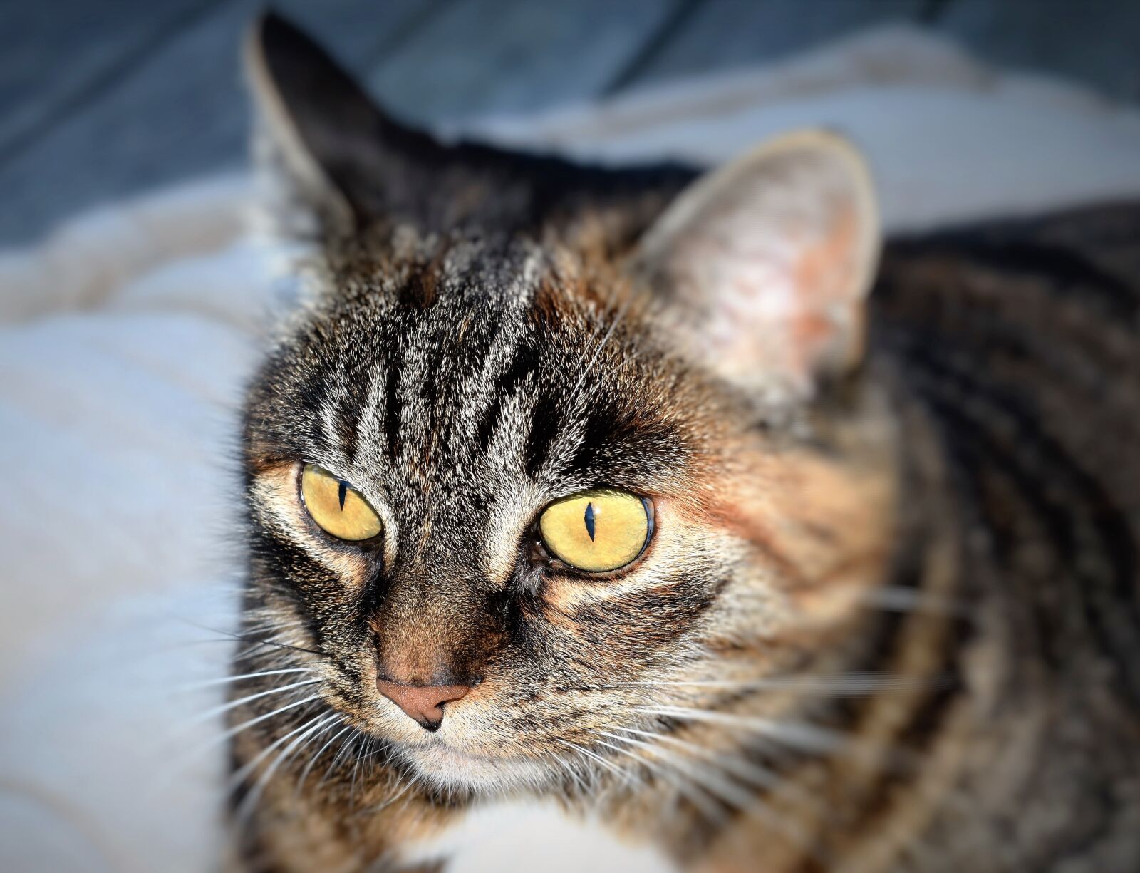 Nikon D5500 sample photo. Cat, animal, pet photography