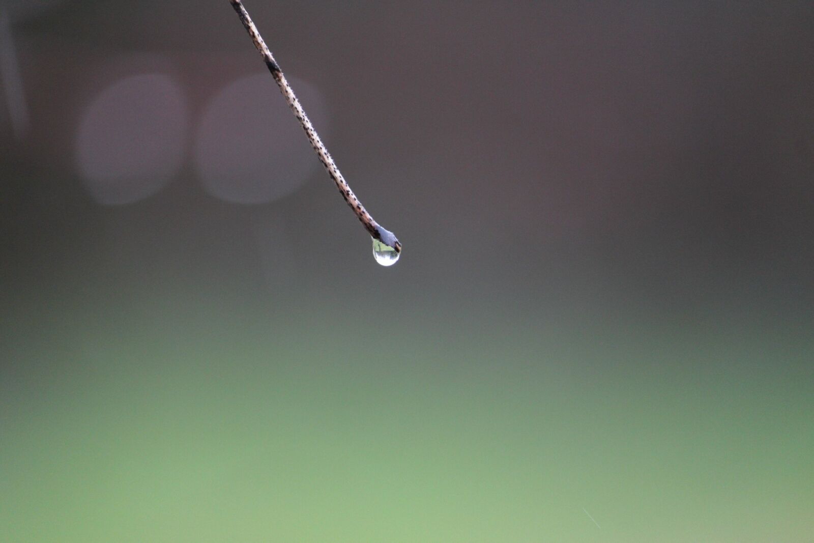 Canon EOS 500D (EOS Rebel T1i / EOS Kiss X3) sample photo. Nature, drop of water photography