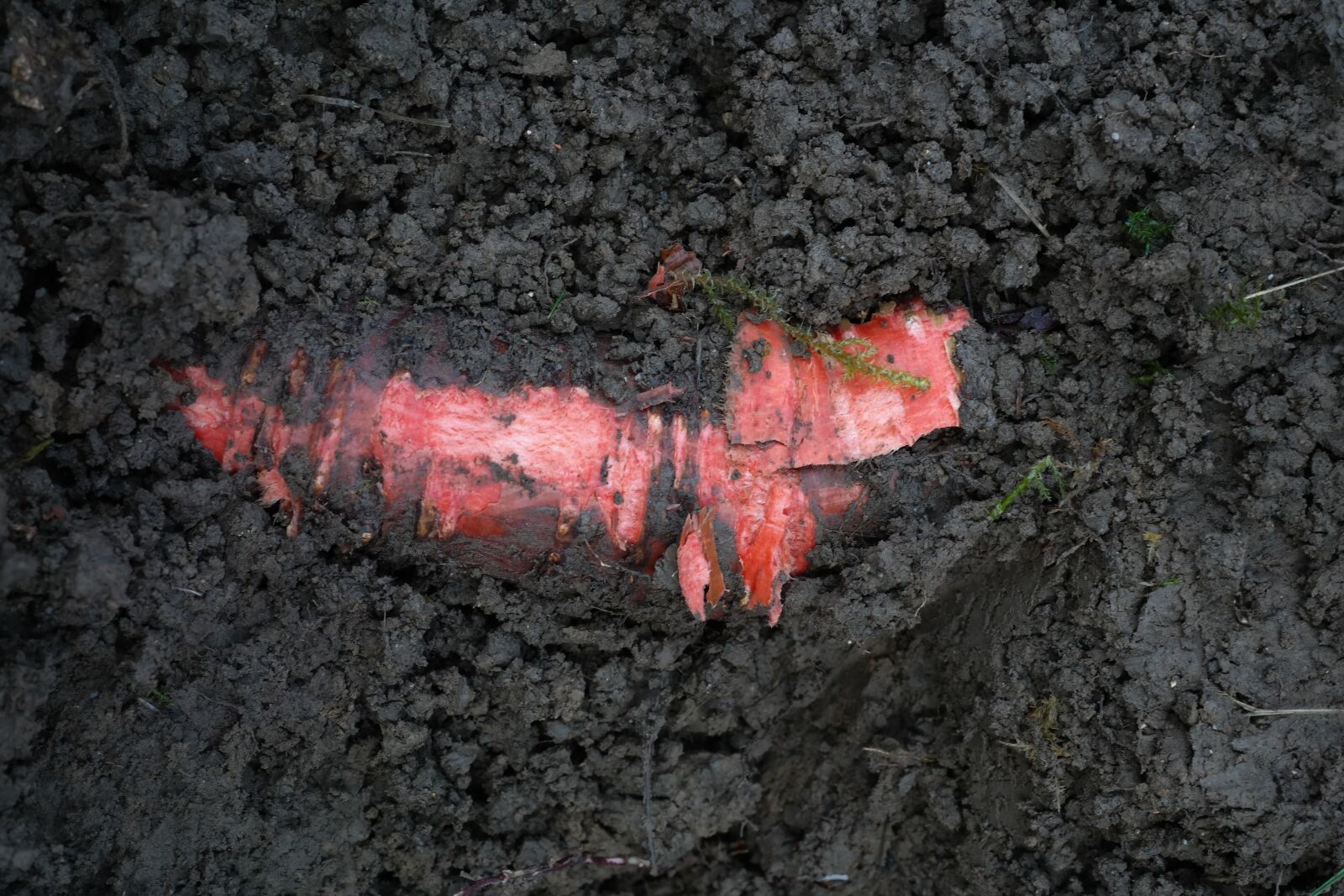 Samsung NX300 sample photo. Root, earth, red photography